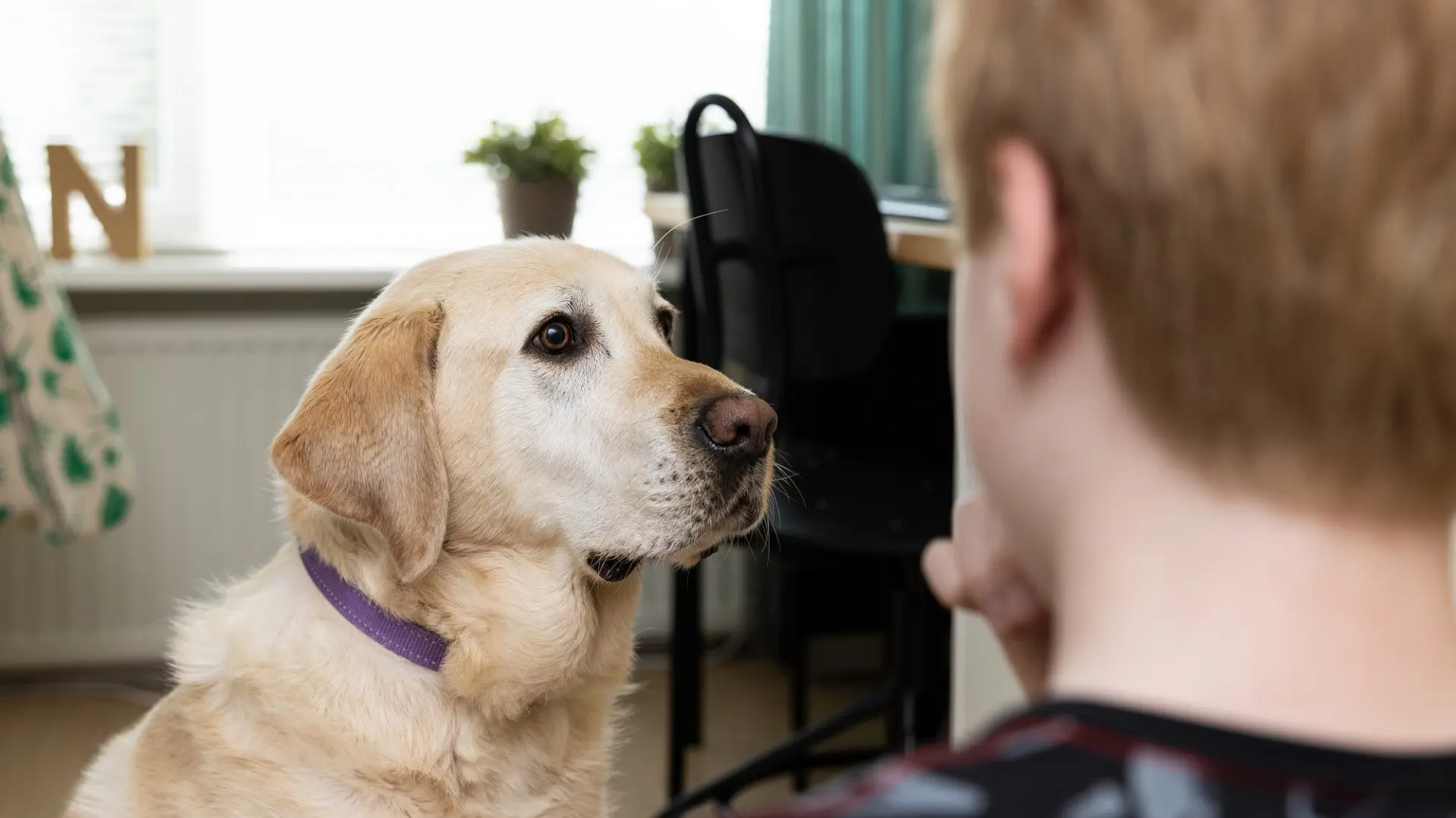 Stan en buddyhond Babour, Babour is in close-up en Stan staat van achteren gefotografeerd
