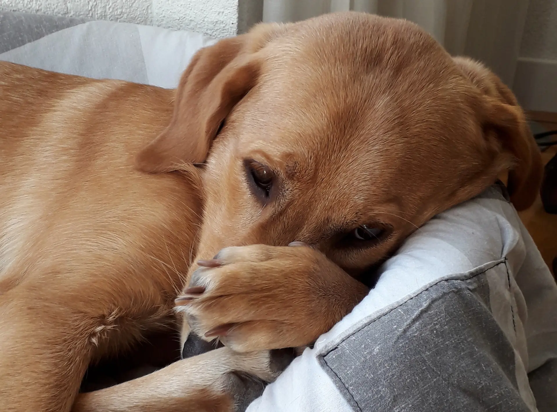 Sponsor pup Wylou ligt in zijn mand en slaat een poot over zijn neus