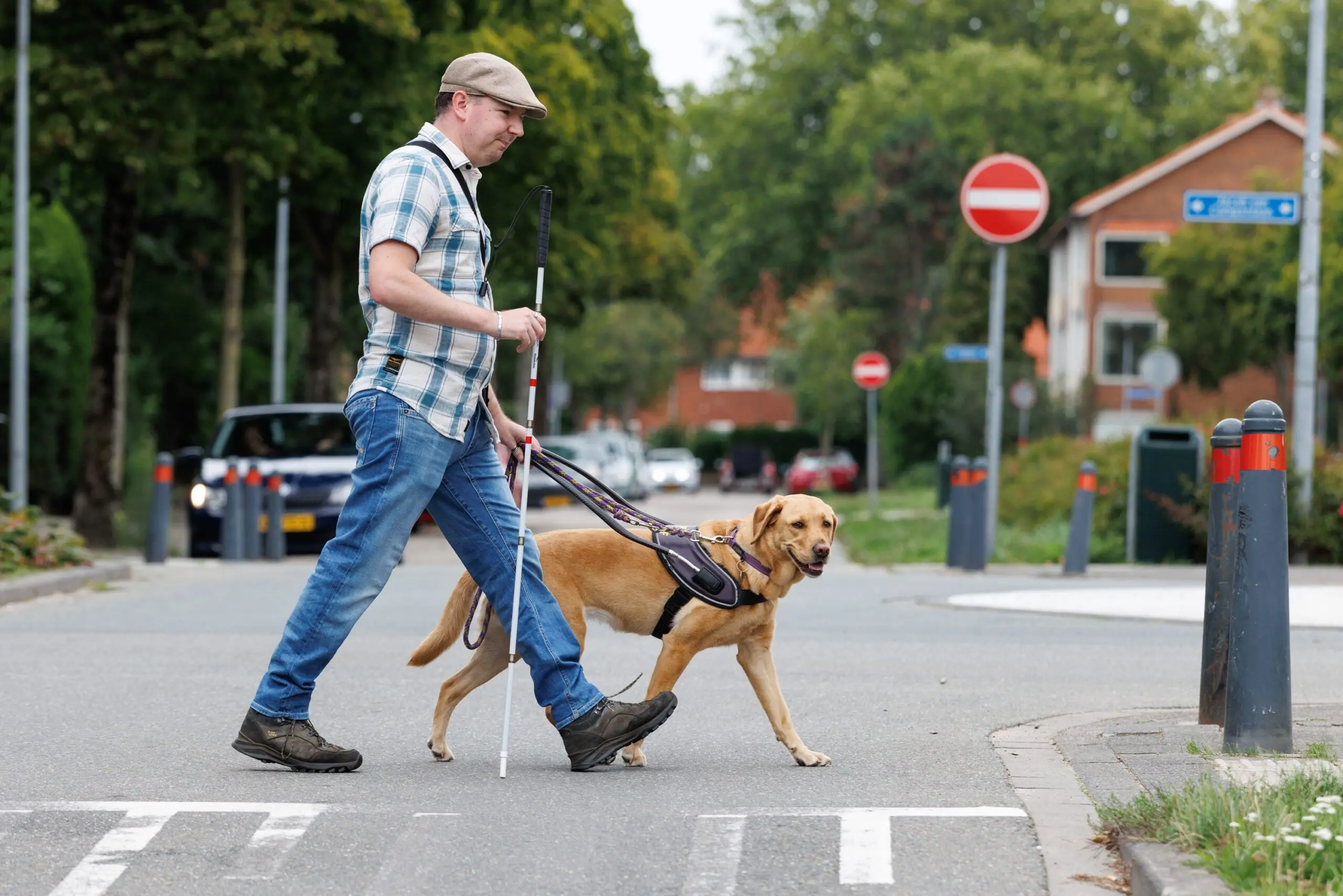 Geert steekt het zebrapad over mijn zijn blindengeleidehond