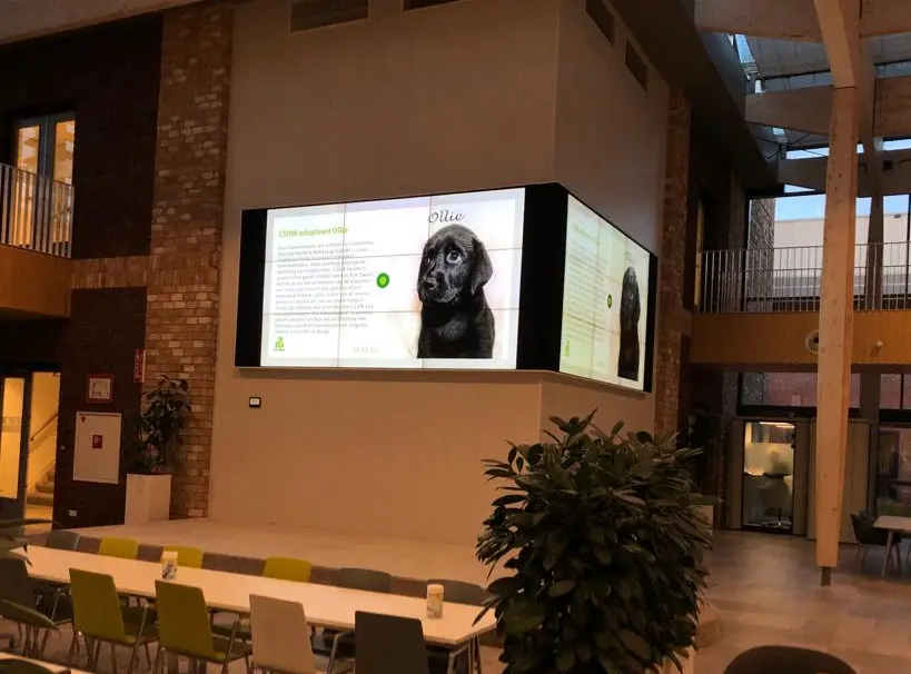 Pup Ollie is zichtbaar op een groot scherm in de kantine van het bedrijf Rijk Zwaan