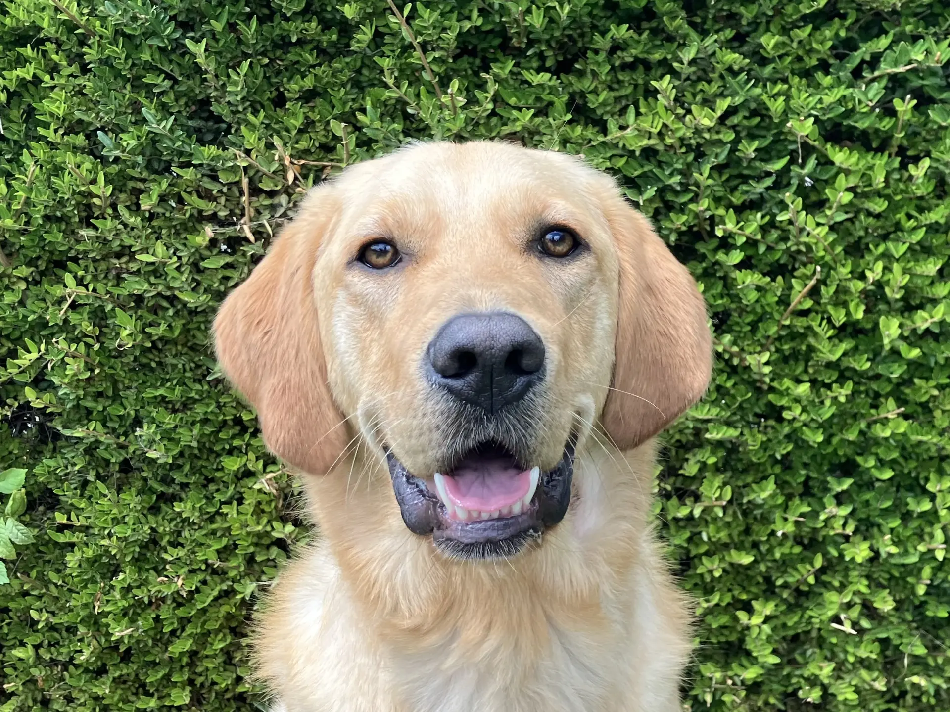 Amir gele reu labrador golden retriever