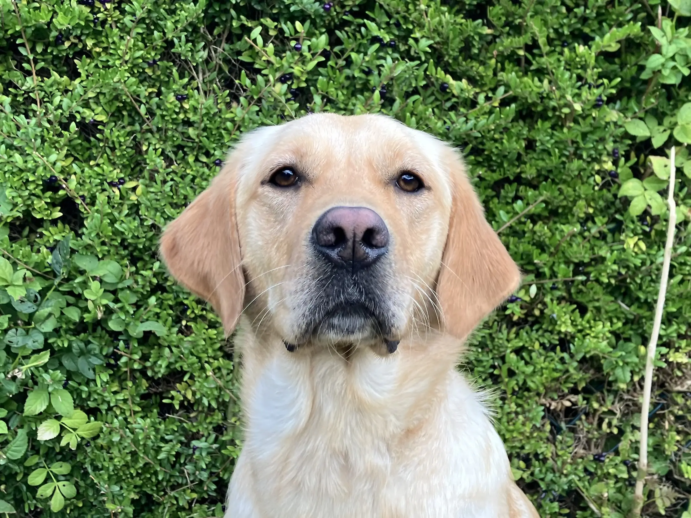 gele labrador golden retriever