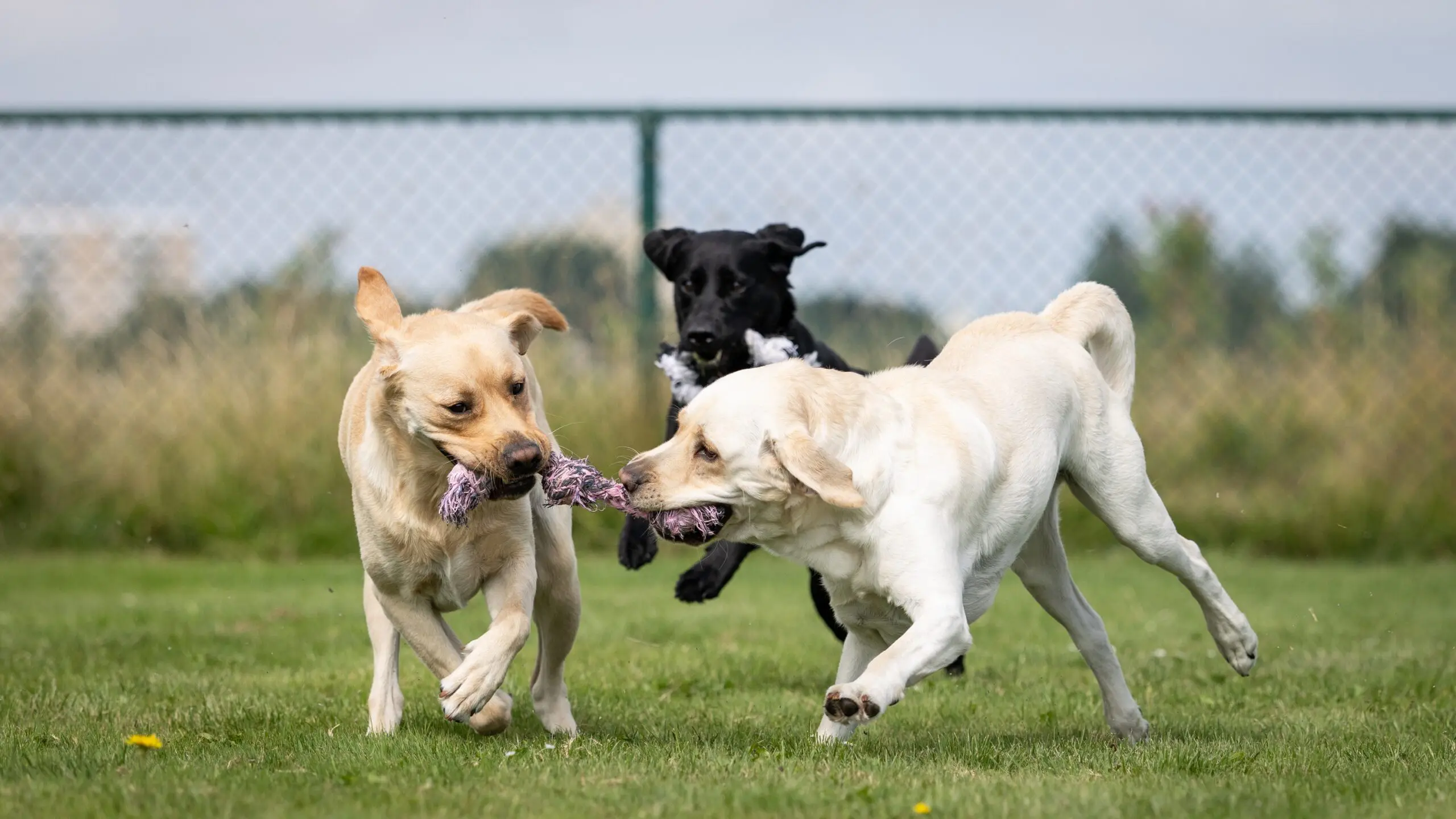 Buiten spelende honden