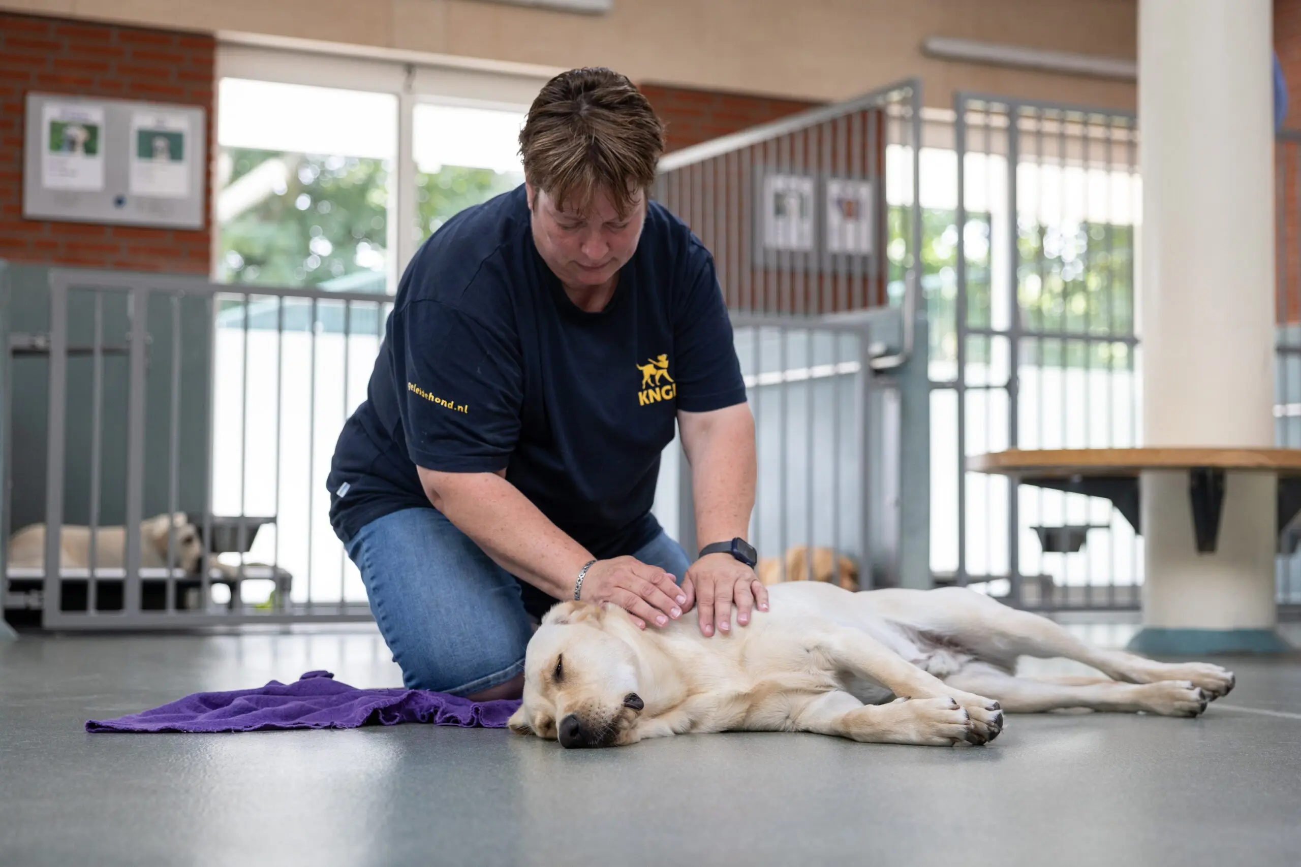 Hond geniet van een massage
