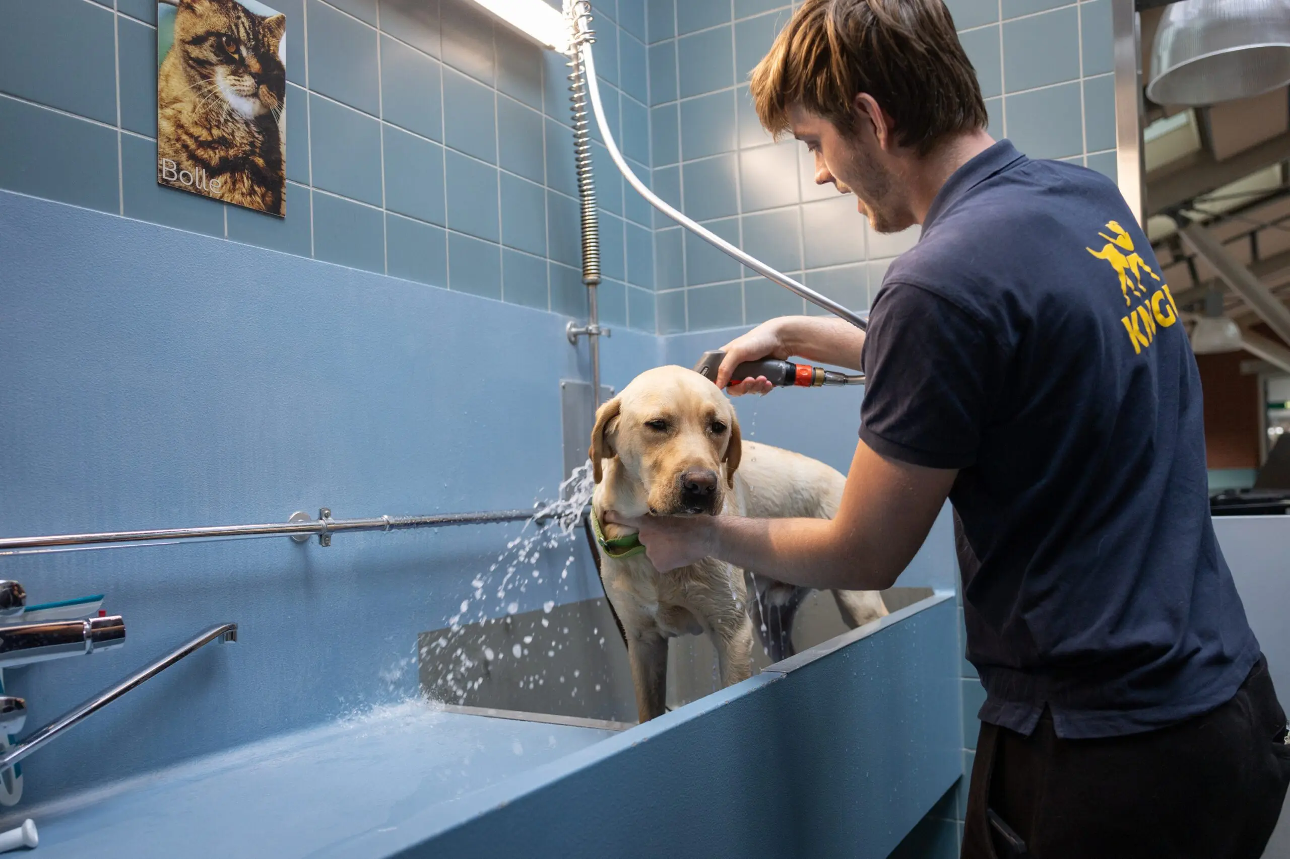 Hond wordt gewassen in grote wasbak.