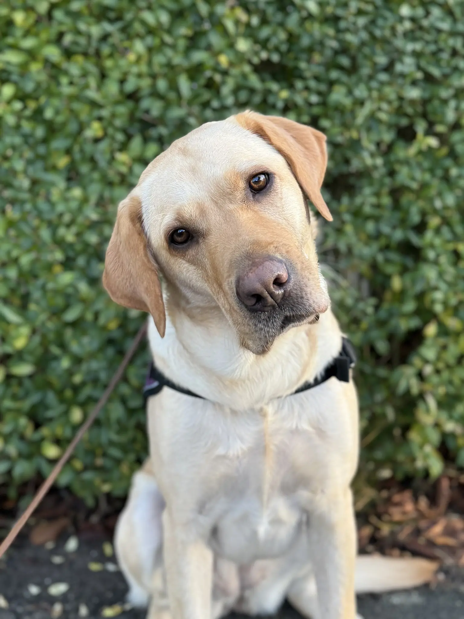 blonde hond met koppie schuin