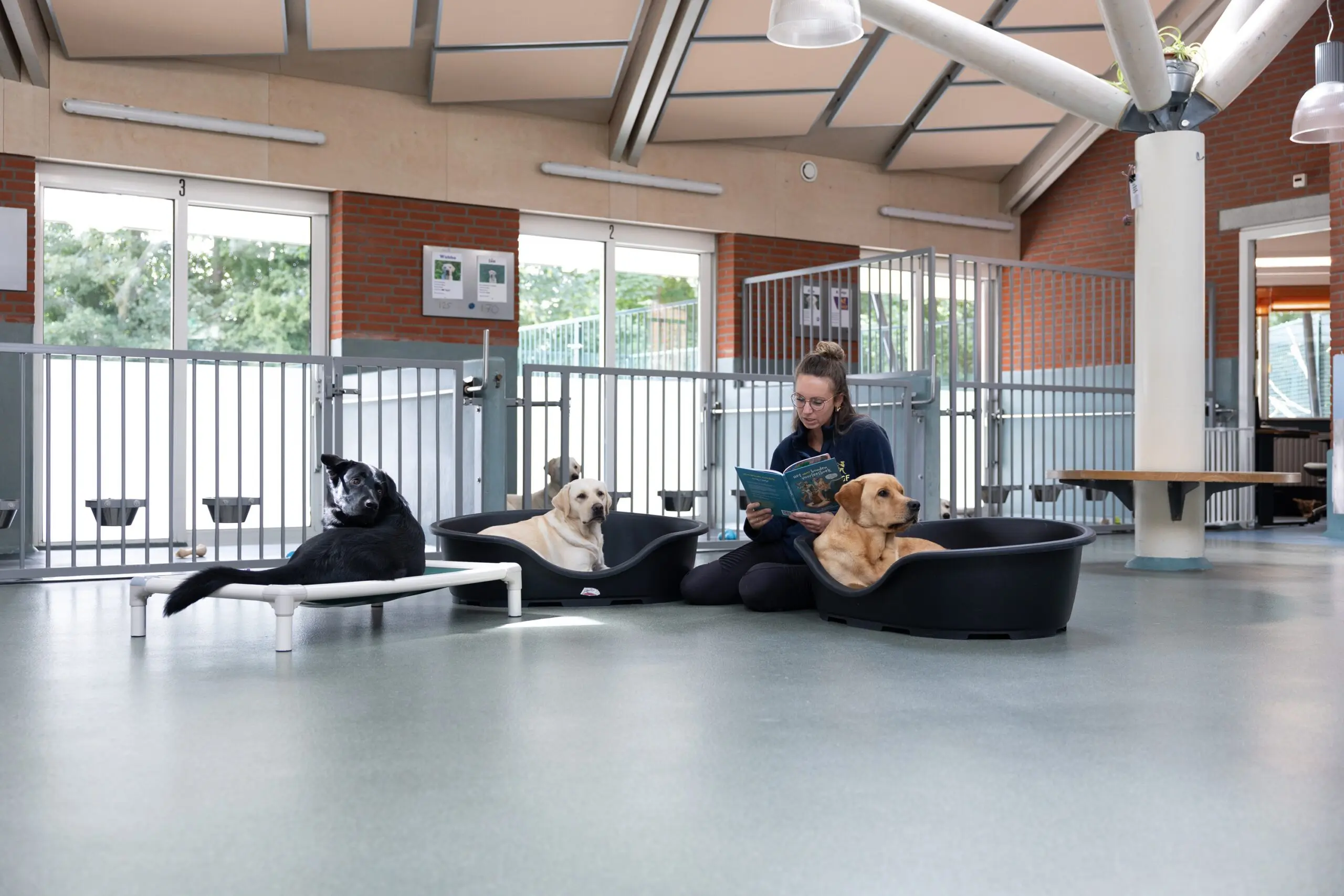 Kennelmedewerker leest honden voor die in een mand in de kennel liggen.