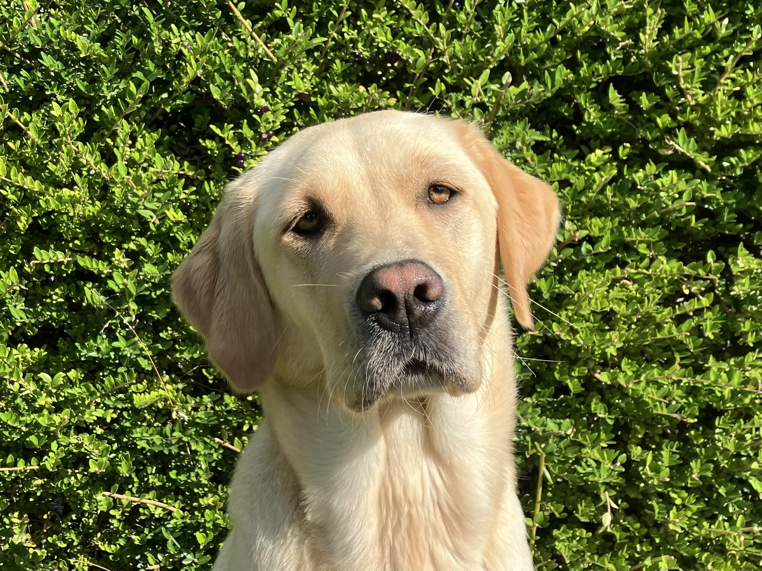 gele labrador golden retriever