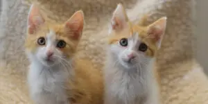 Razzle en Dazzle als kittens