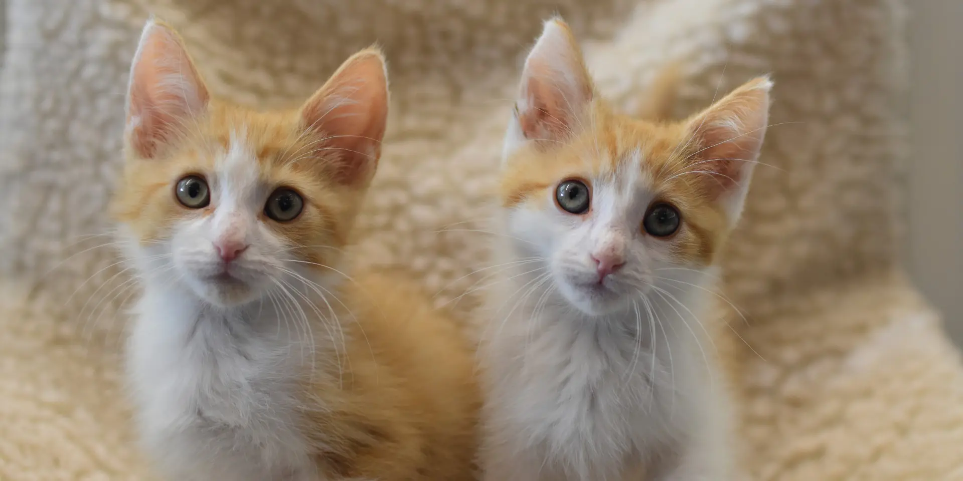 Razzle en Dazzle als kittens