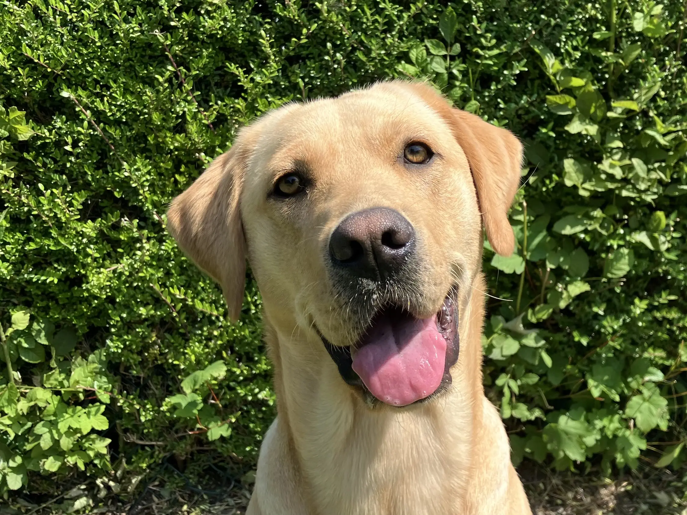 blonde labrador golden retriever