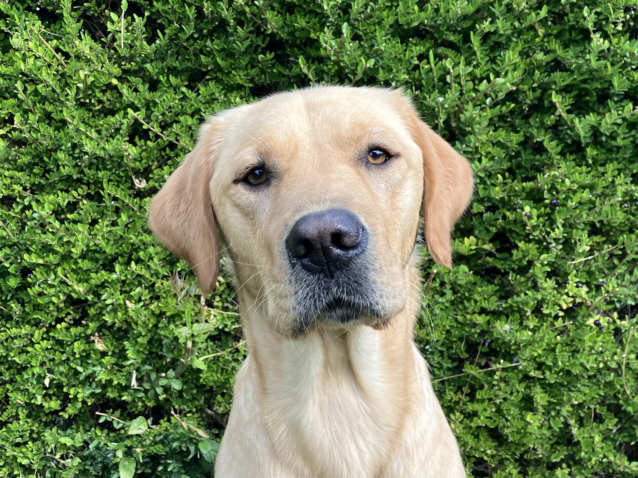 gele labrador retriever