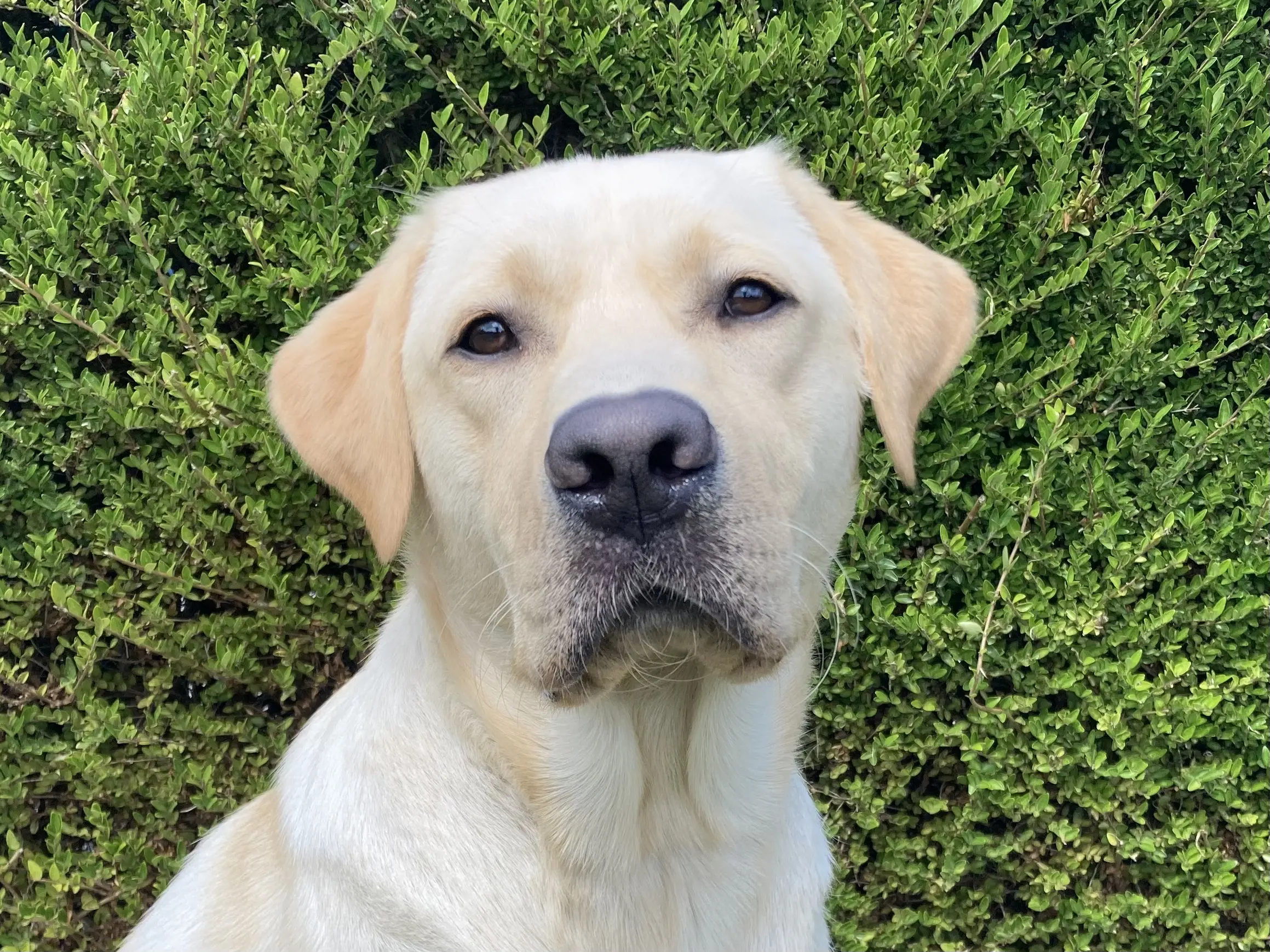 gele labrador