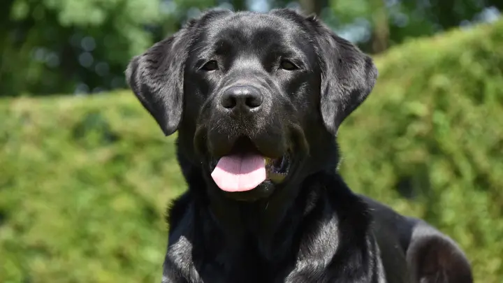 Close up profiel foto van blindengeleidehond Abbey, een zwarte labrador