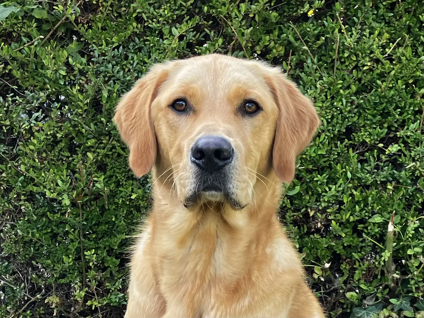 gele labrador golden retriever