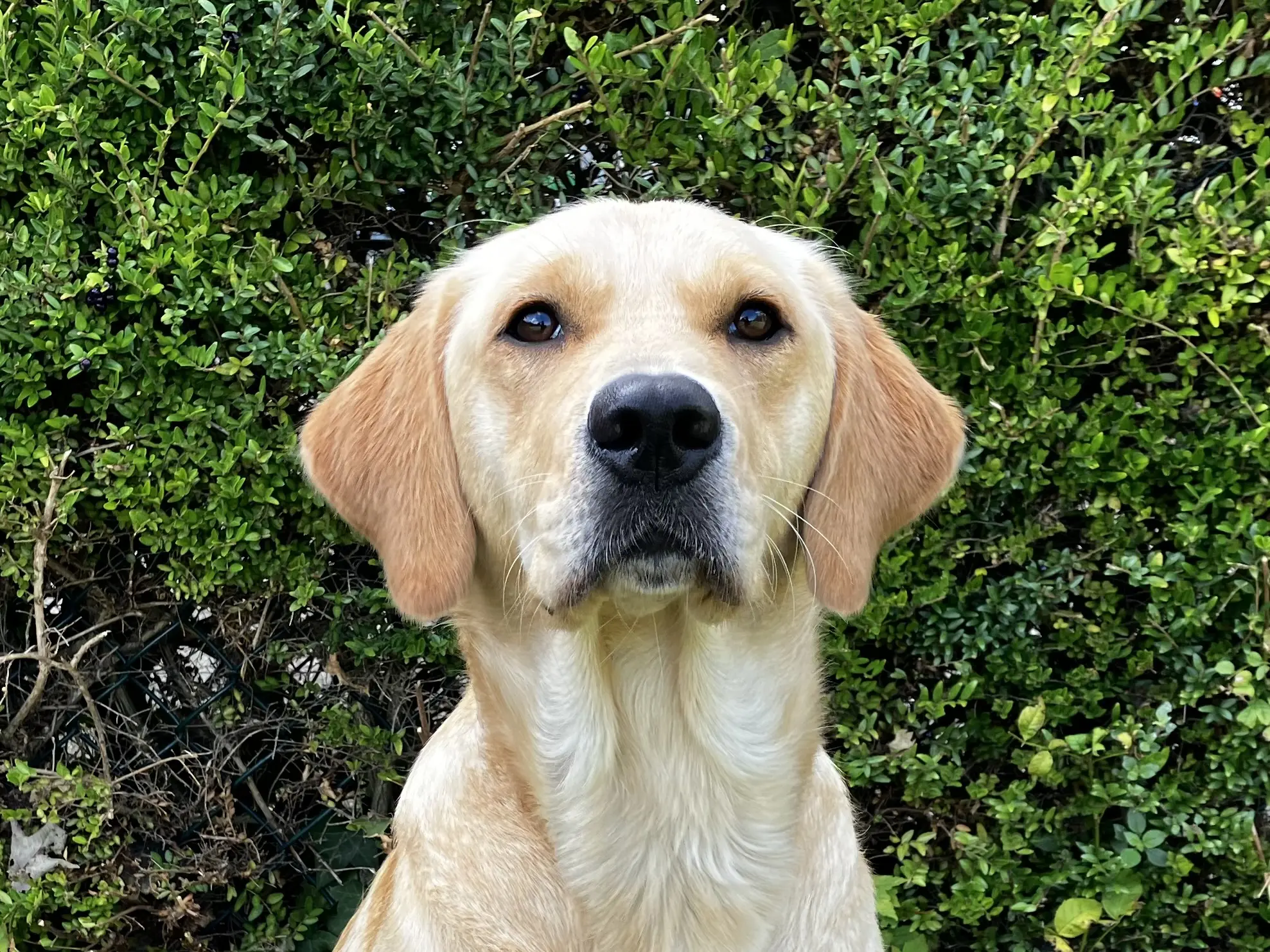 gele labrador golden retriever
