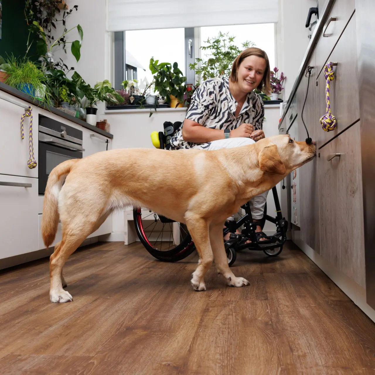 Assistentiehond Eske opent een deurtje in de keuken onder toeziend oog van Mayke