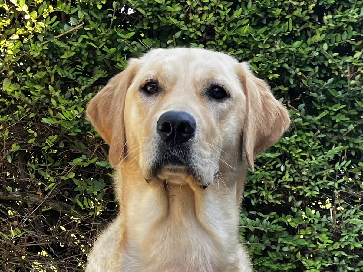 gele labrador golden retriever