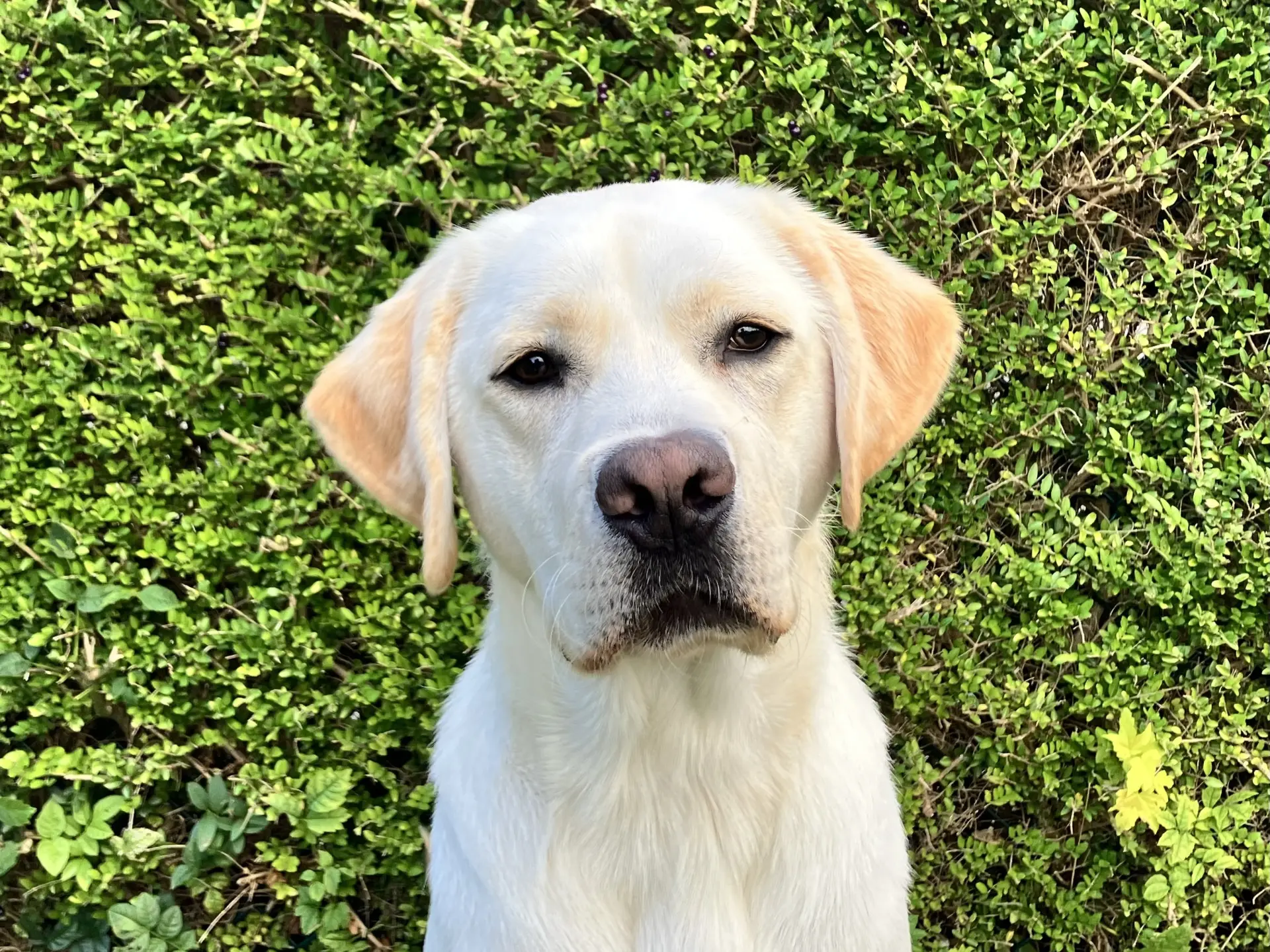 Axel gele reu labrador retriever