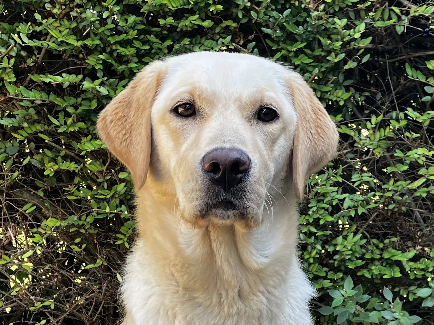gele labrador golden retriever