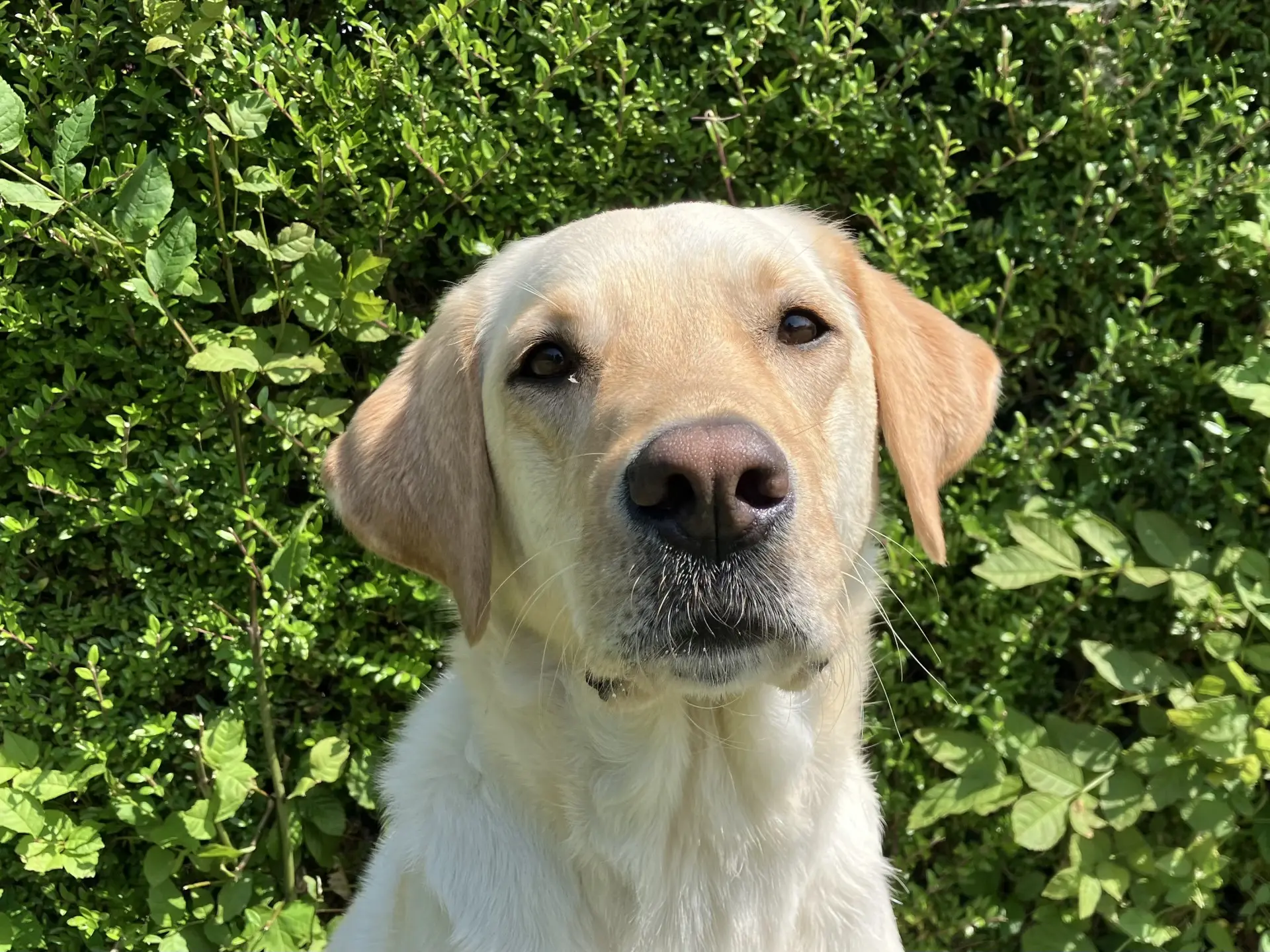 Bessi gele teef labrador retriever
