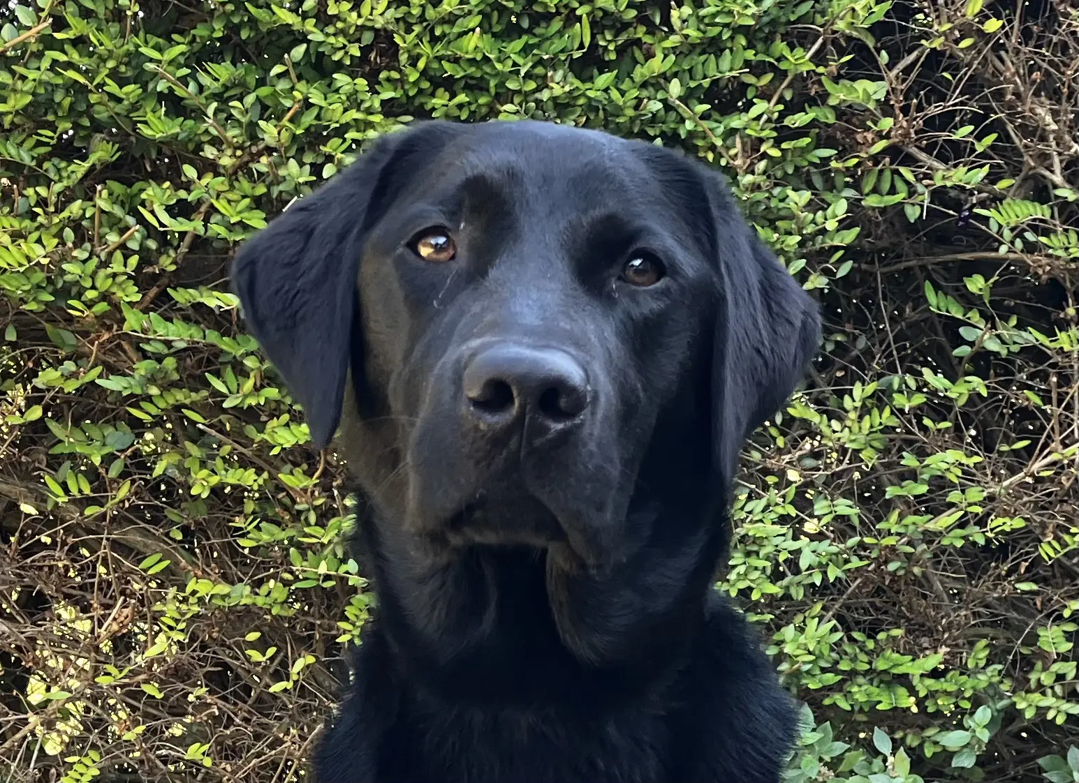 zwarte labrador golden retriever