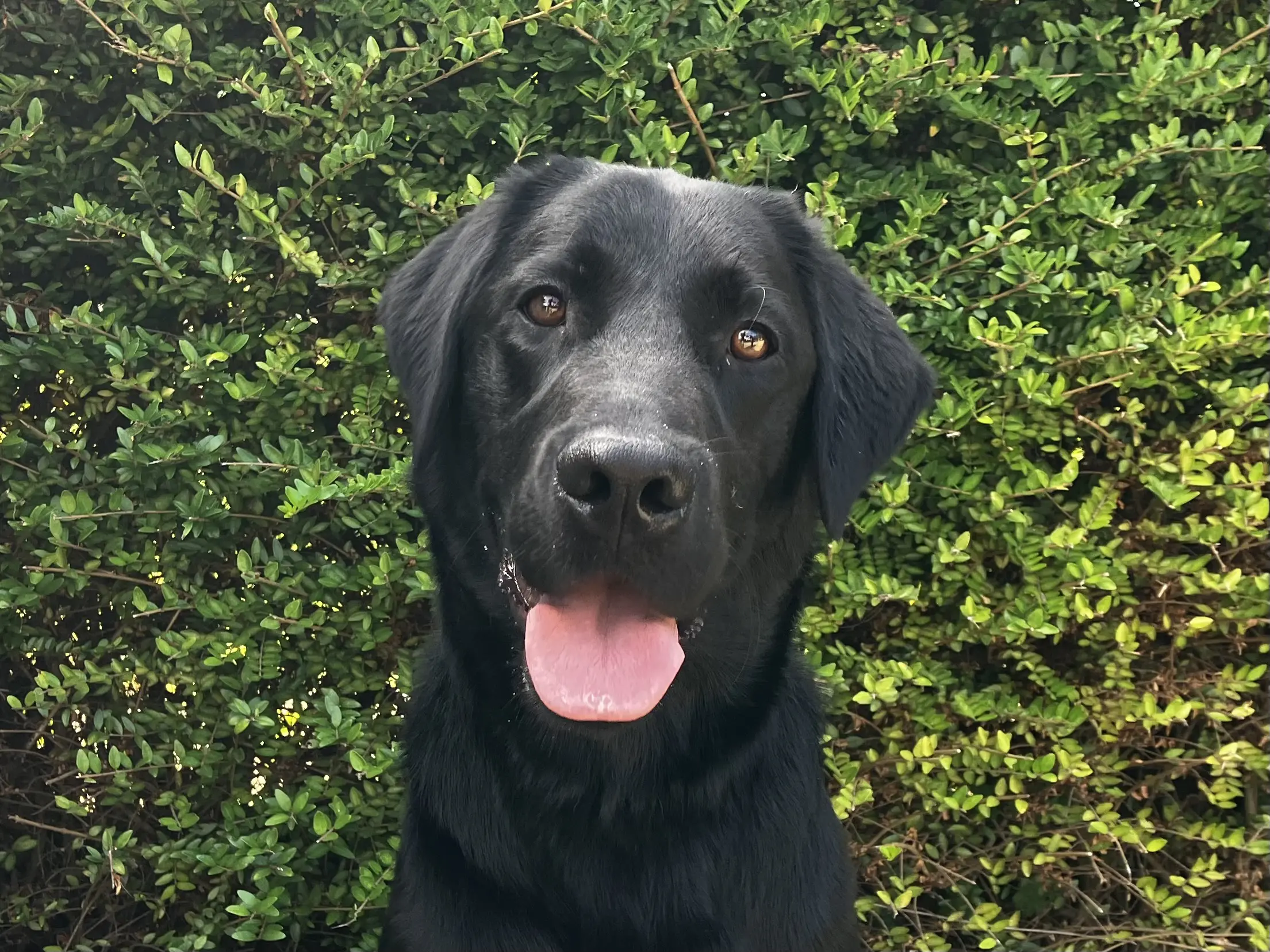 zwarte labrador golden retriever