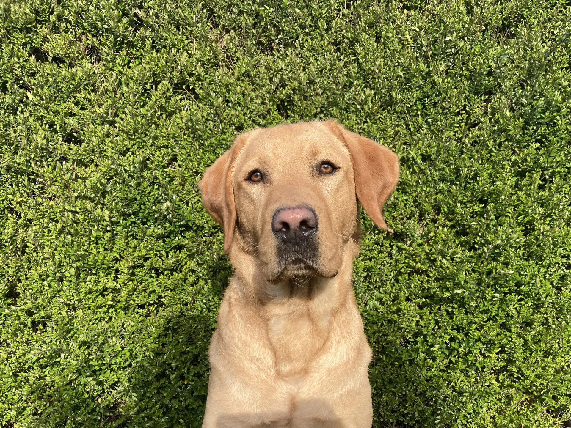 Domi gele reu labrador retriever