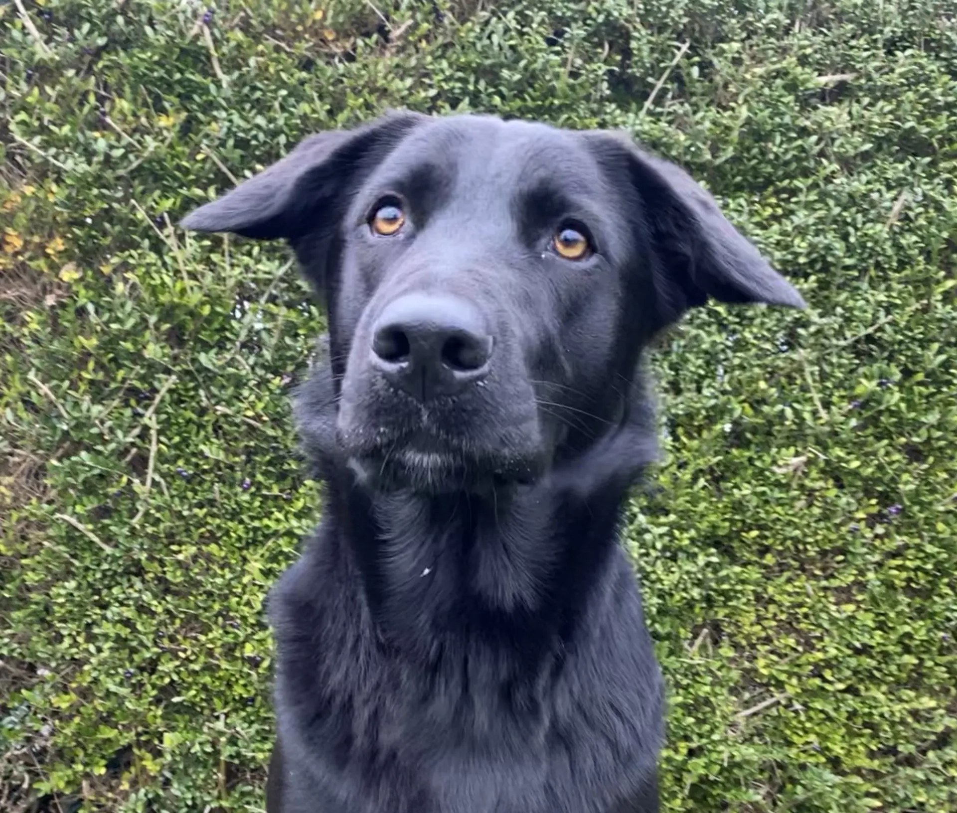 Ebru zwarte teef duitse herder labrador retriever