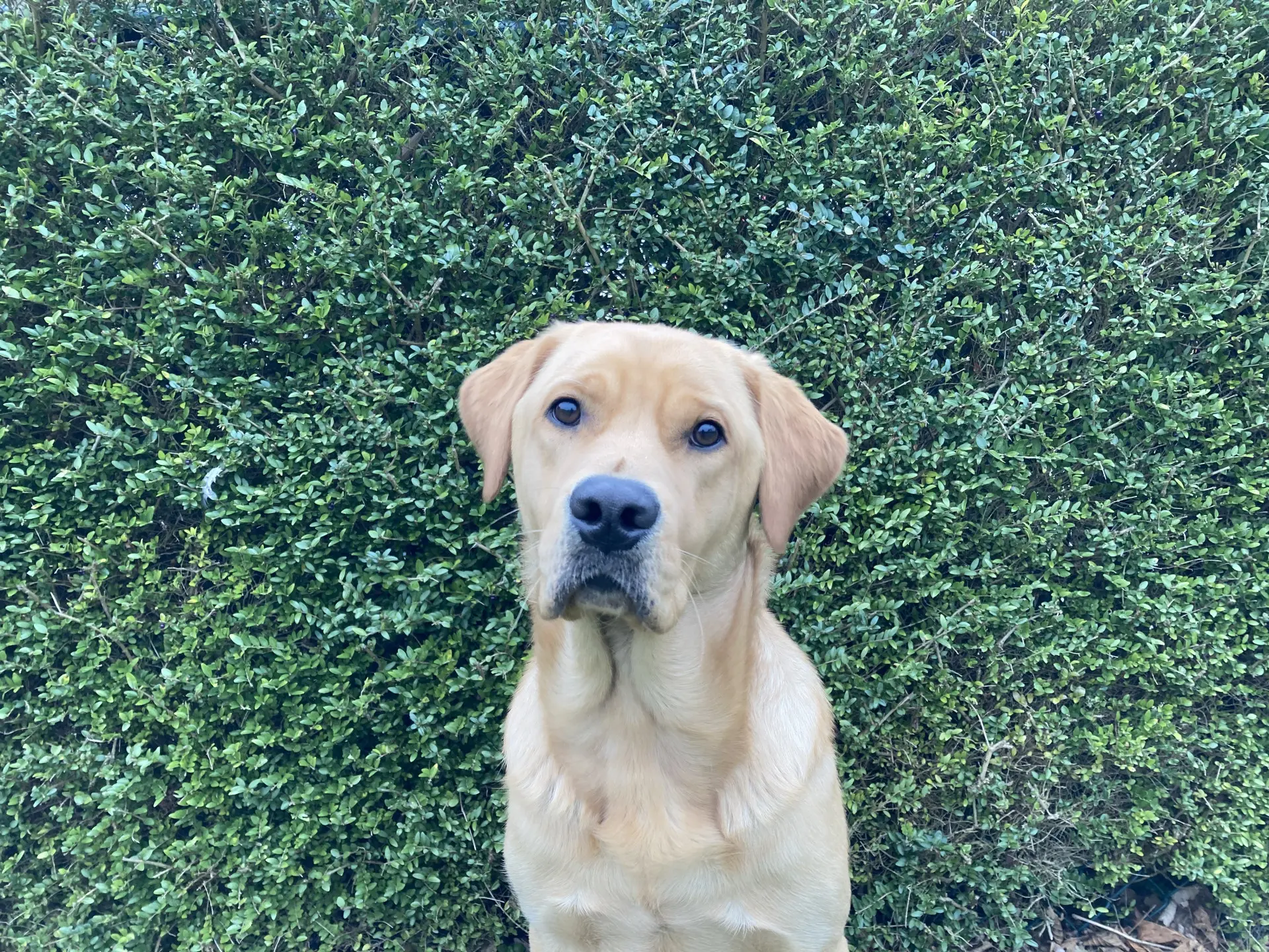 Ian gele reu labrador golden retriever