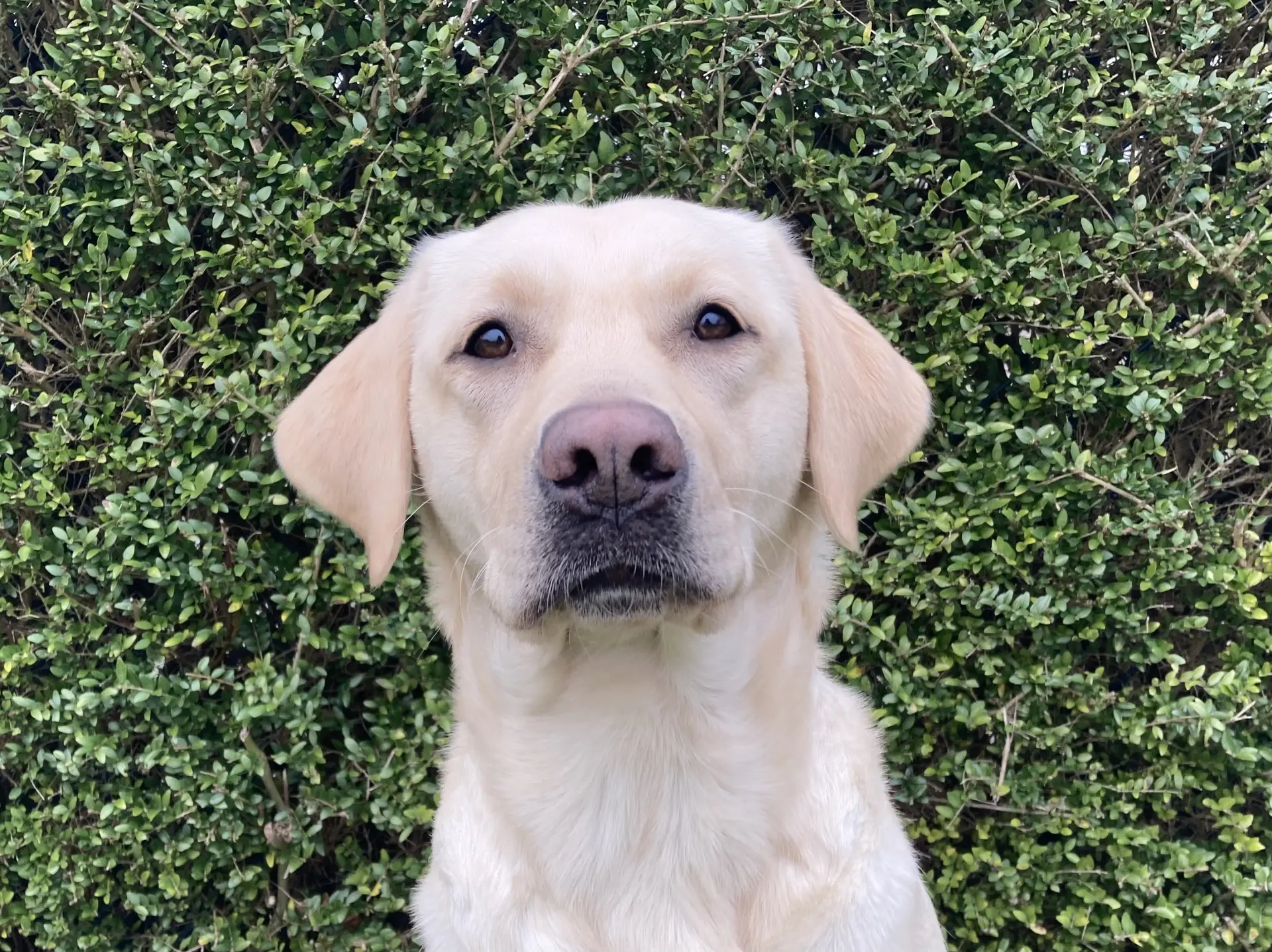 Judi gele teef labrador retriever