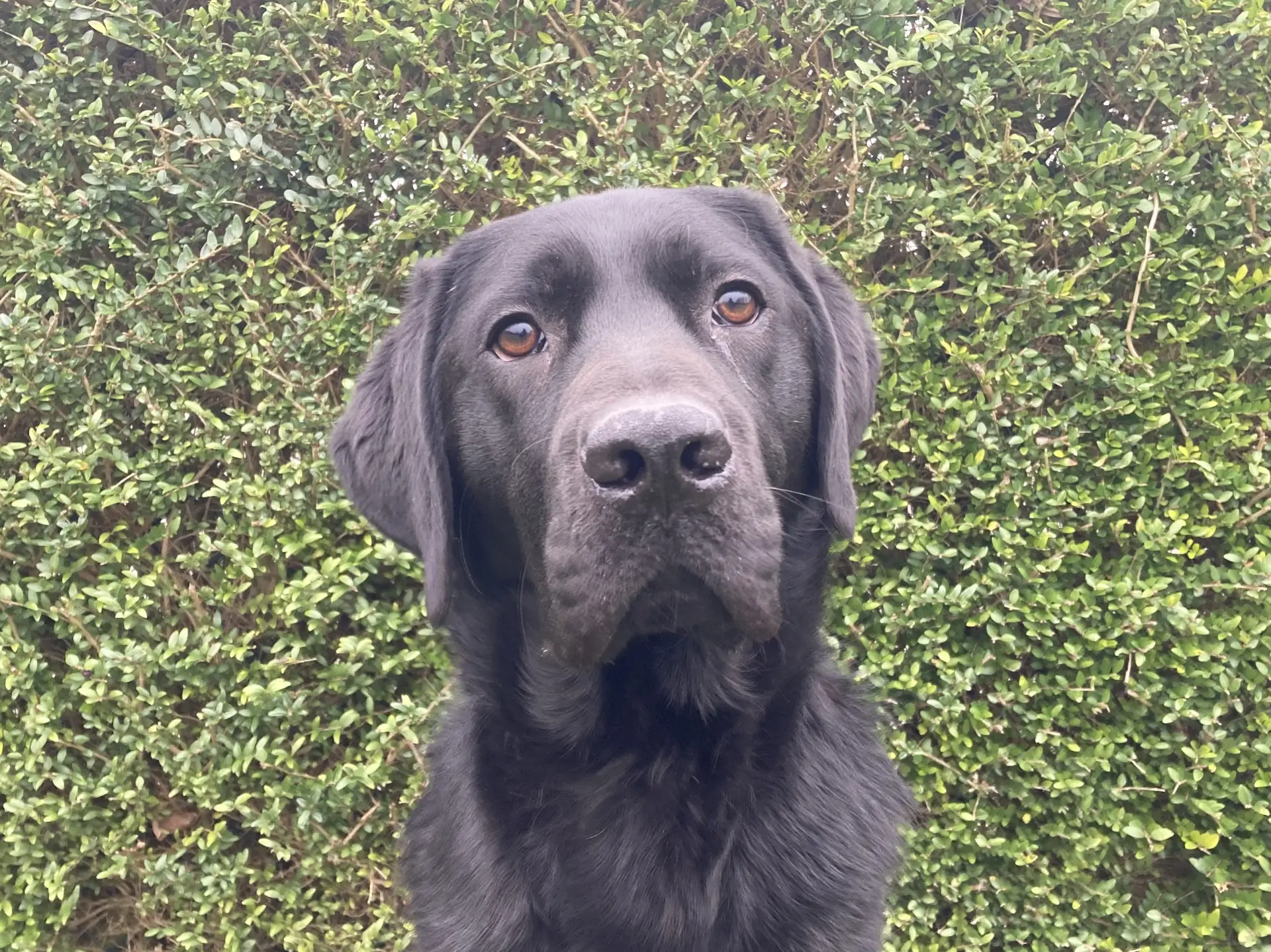 Kosha zwarte reu labrador retriever