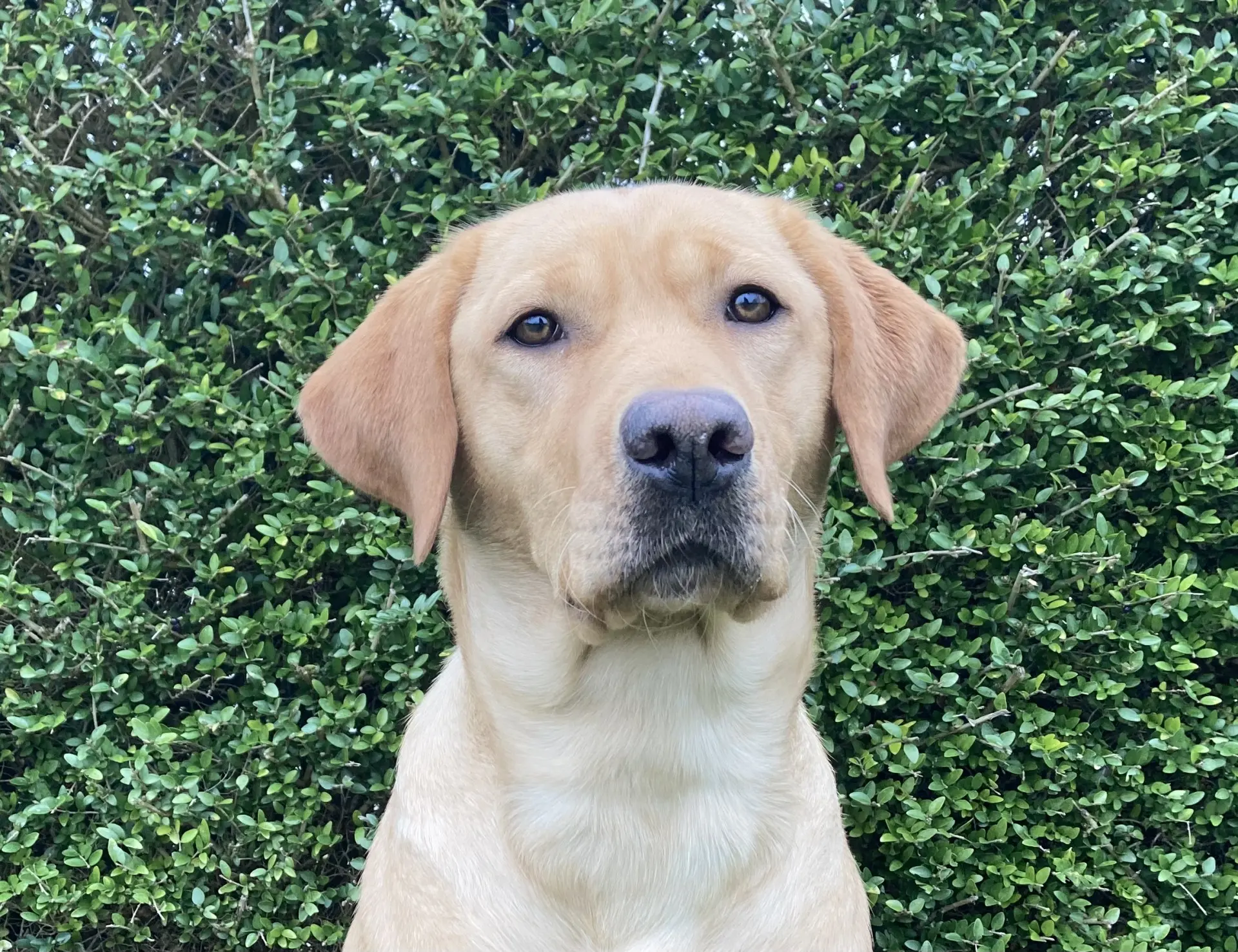 Lovi gele teef labrador retriever