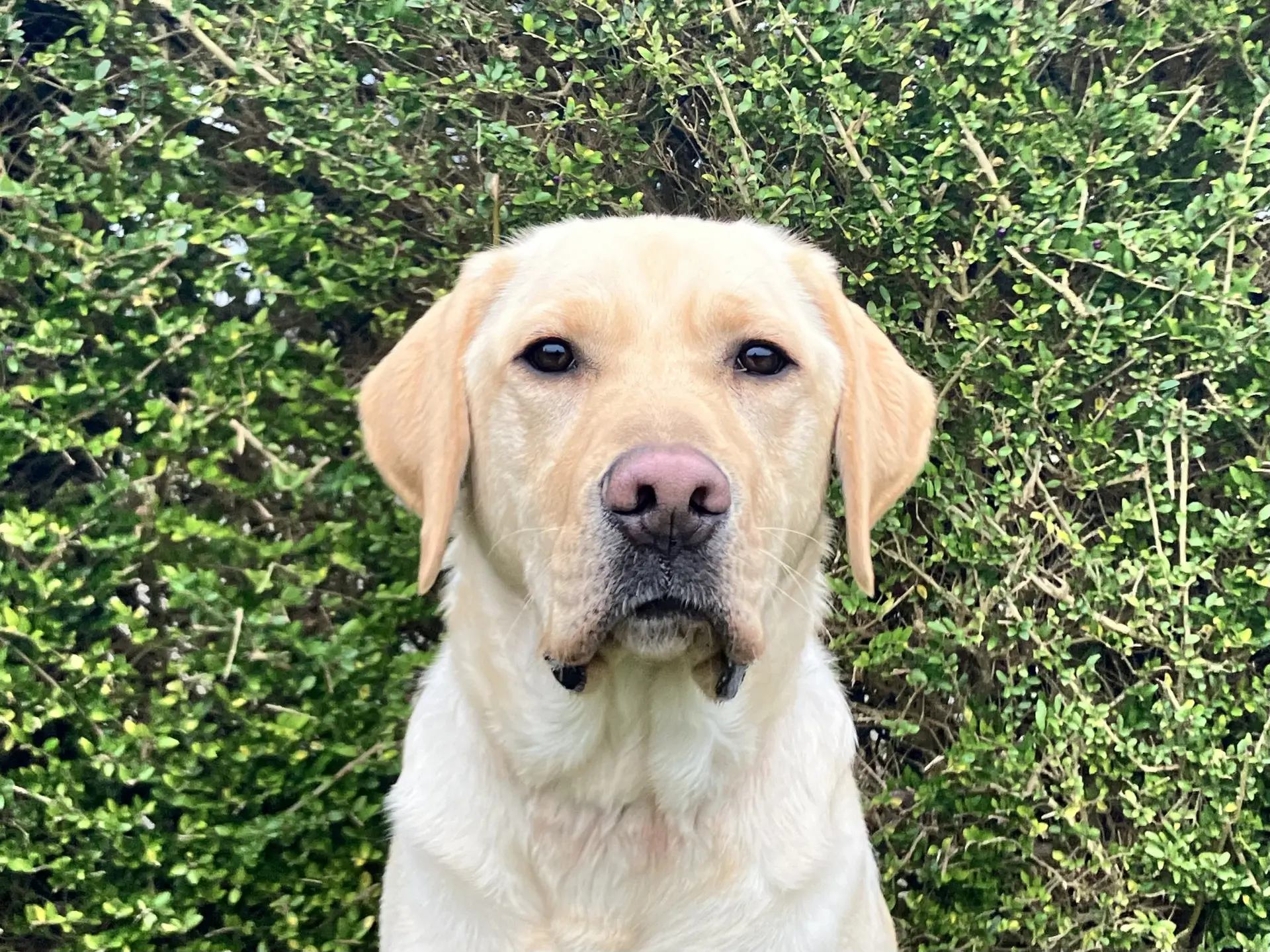 Mellow gele reu labrador retriever