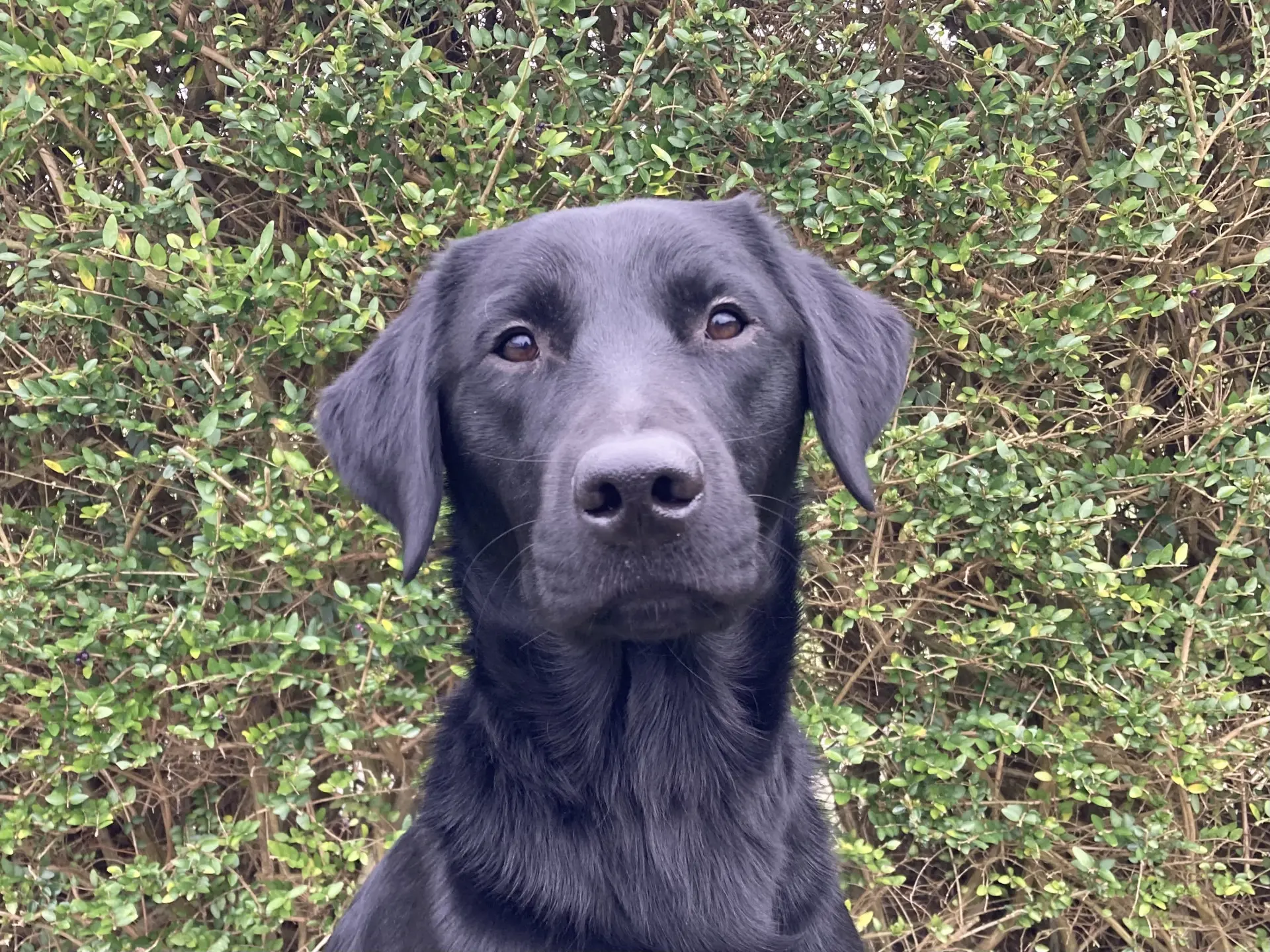 Ozzy zwarte reu labrador golden retriever