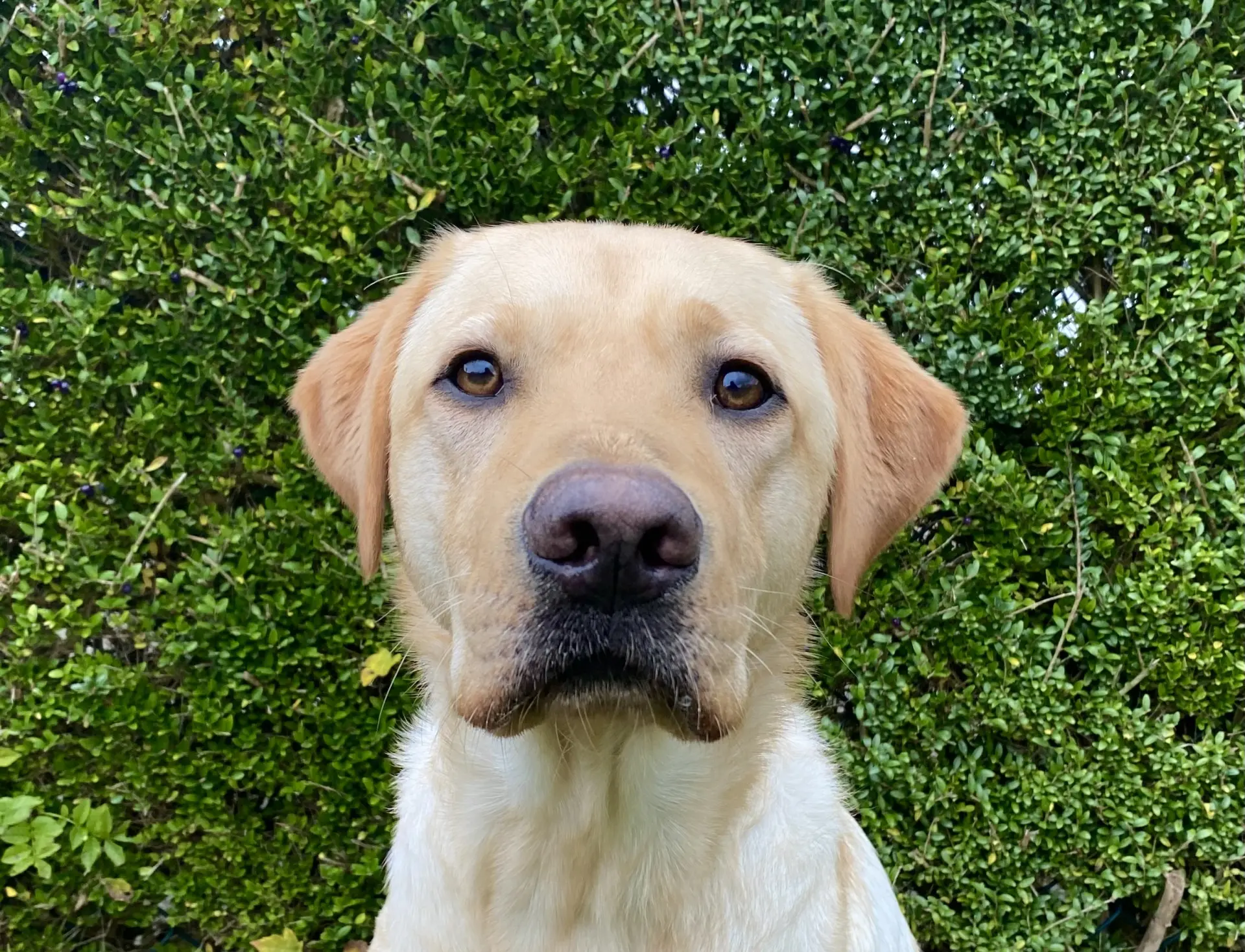 Fidel gele reu labrador retriever
