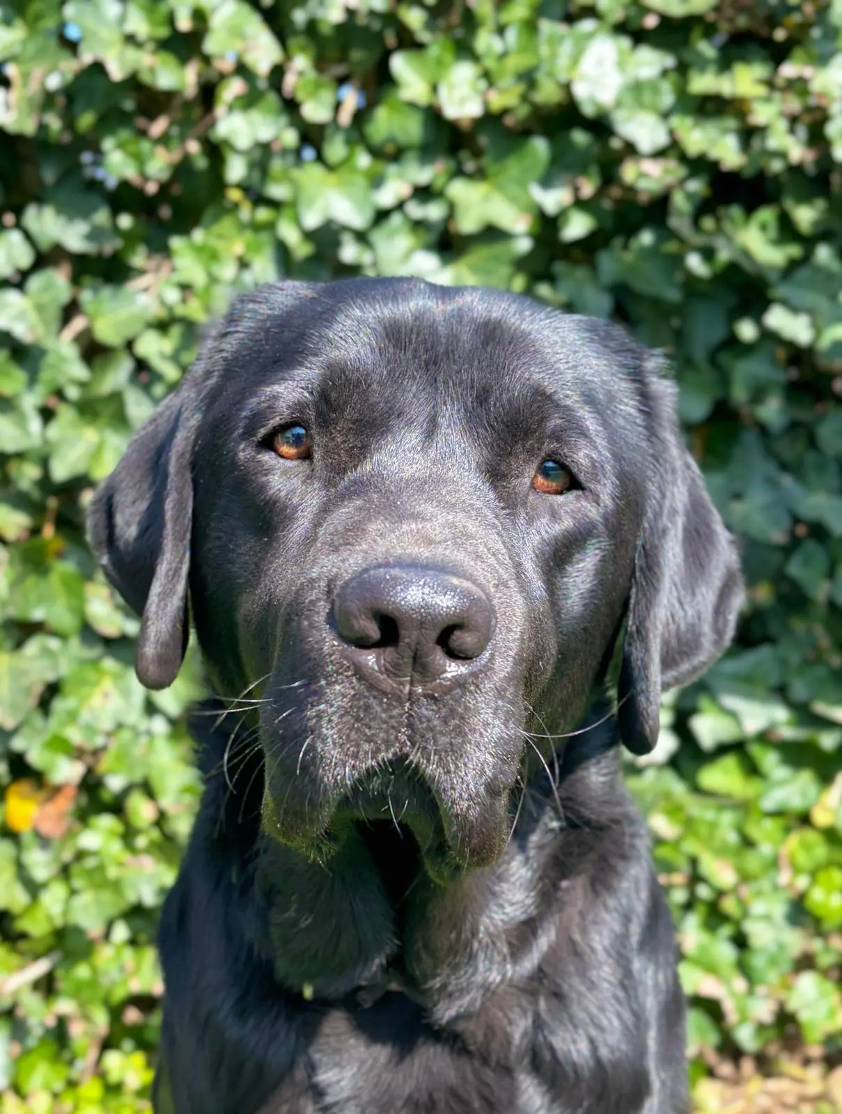Floyd zwarte reu labrador retriever