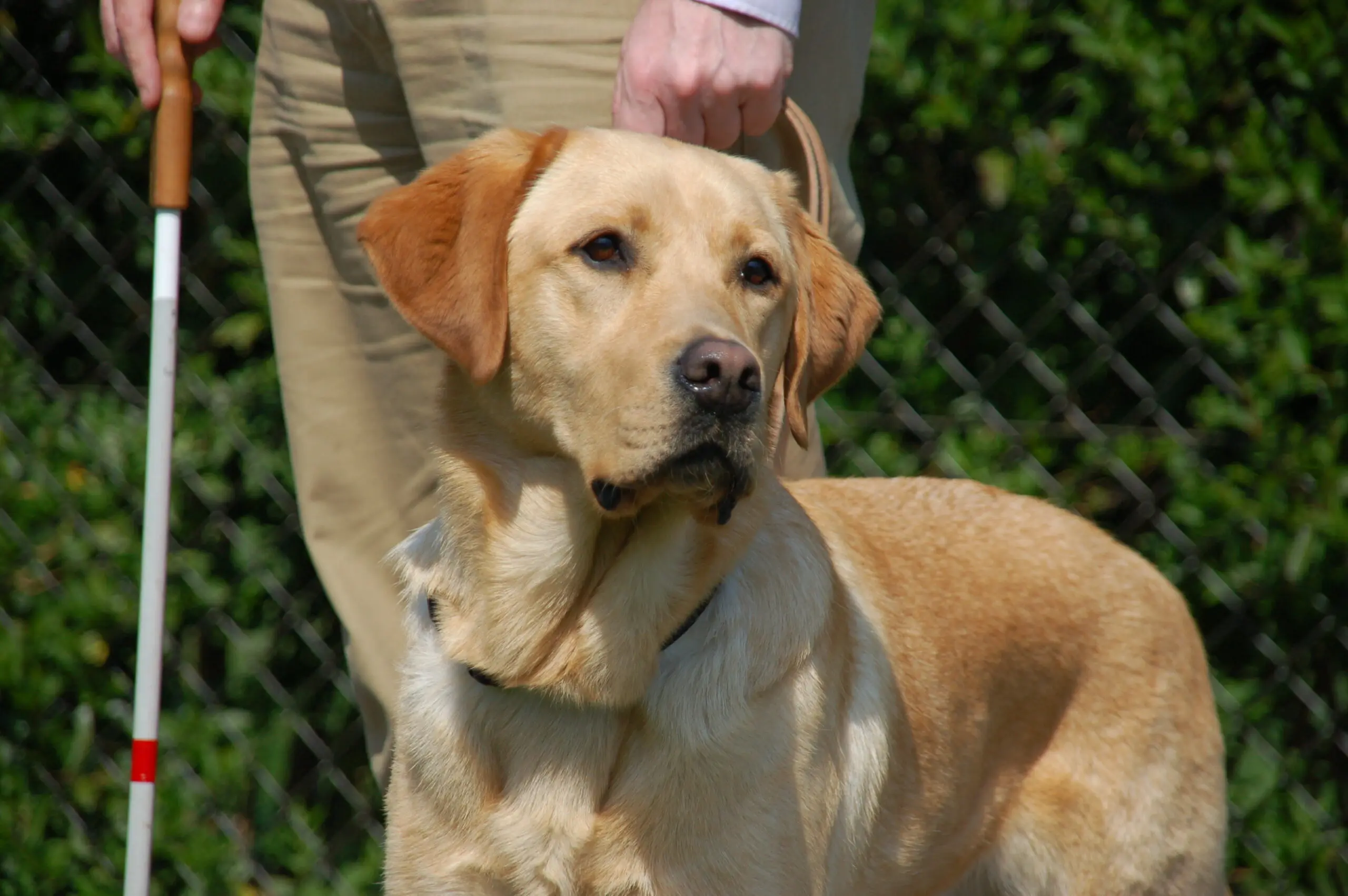 Een blindengeleidehond staat links van zijn baas, in zijn rechterhand heeft hij een taststok vast