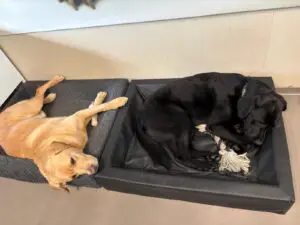 blonde en zwarte hond liggen in 2 maanden naast elkaar