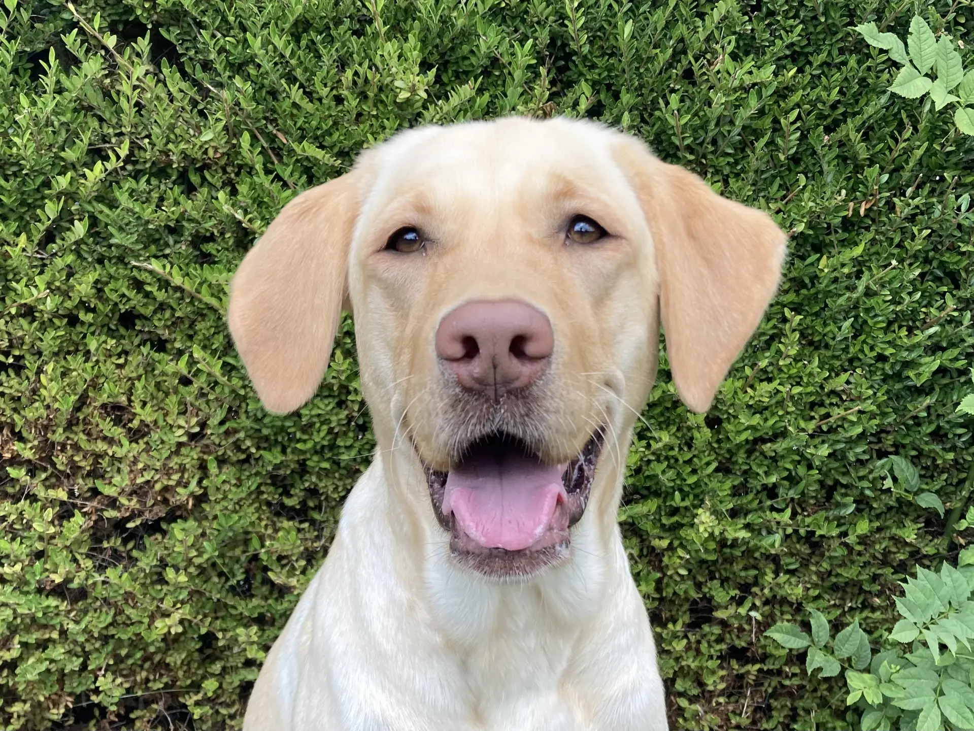 Goldi gele teef labrador golden retriever