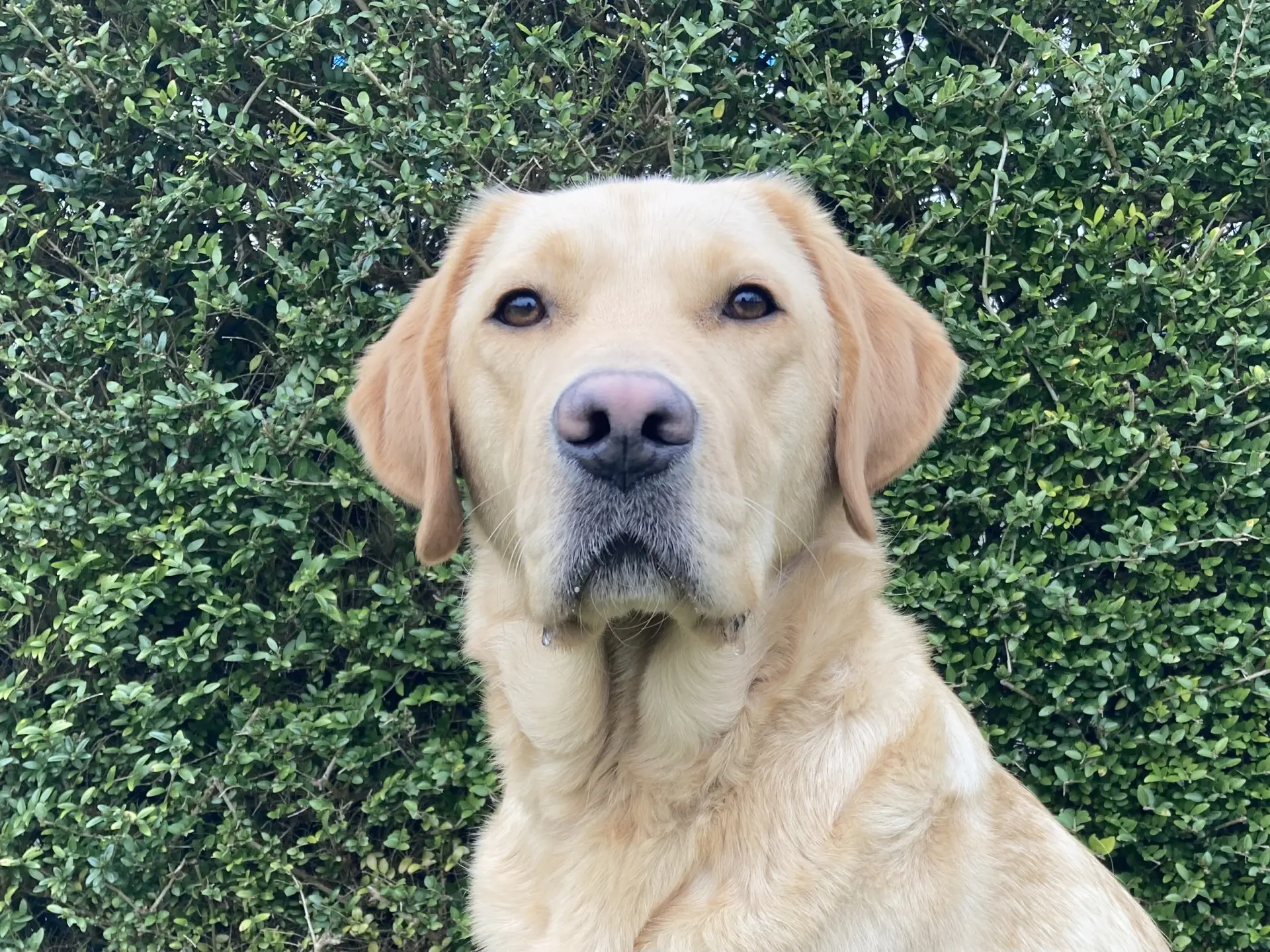 Gozer gele reu labrador golden retriever