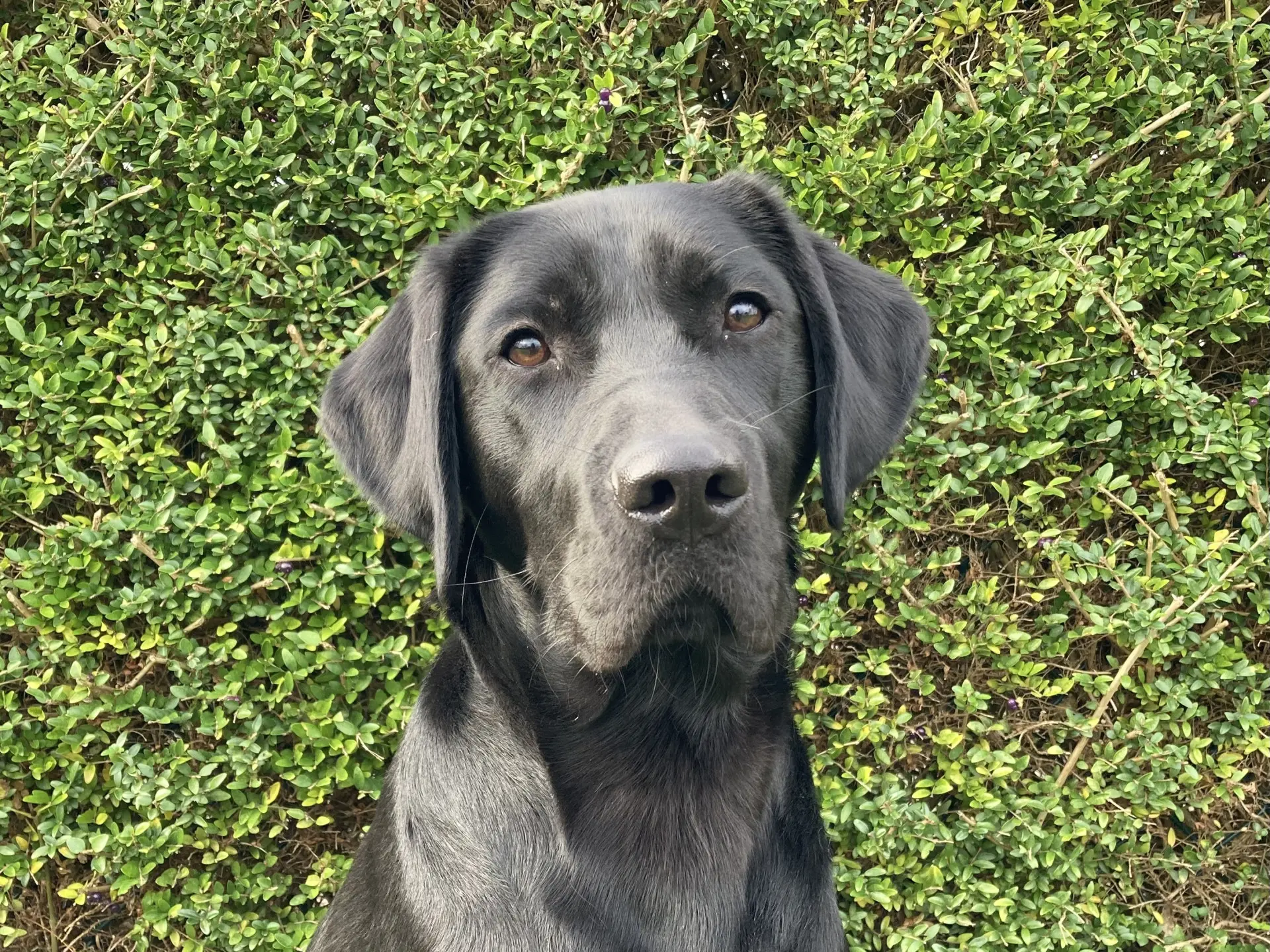 Griffin zwarte reu labrador golden retriever