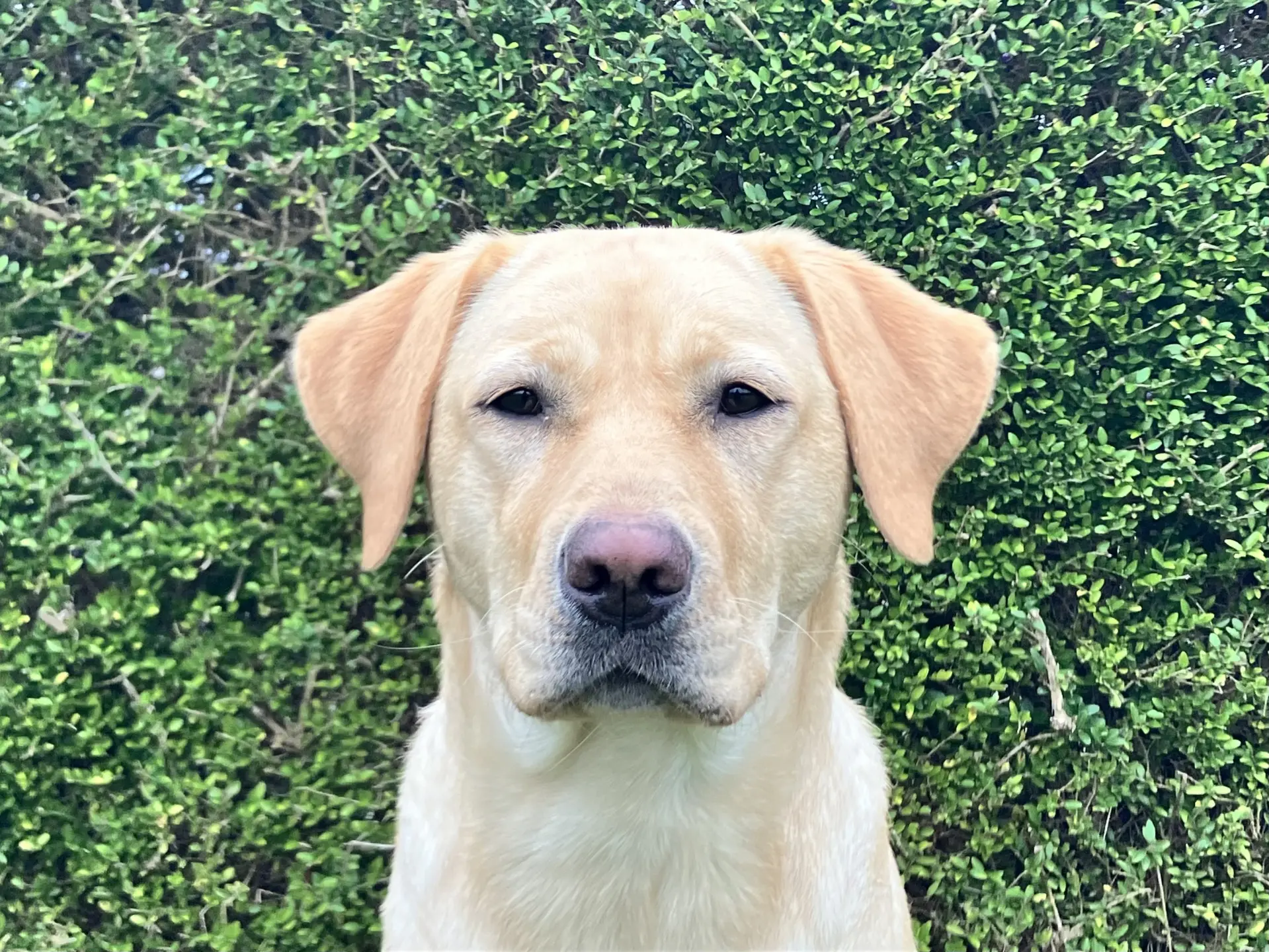 Halley gele teef labrador retriever
