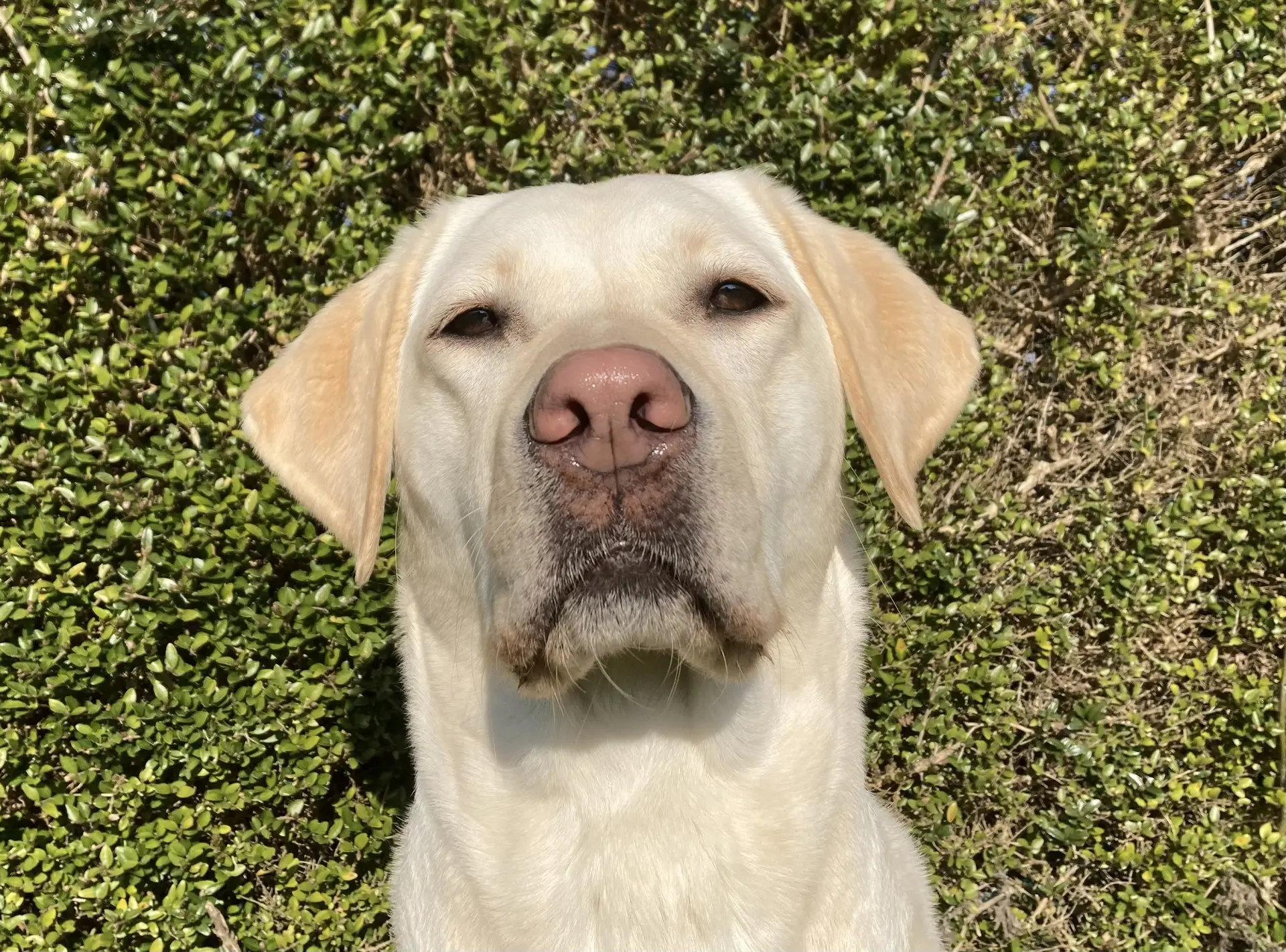 Hinne gele teef labrador retriever
