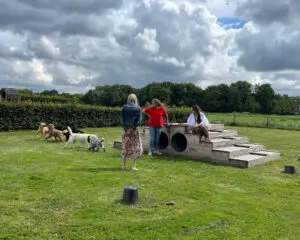 collega's buiten met honden bij speeltoestellen
