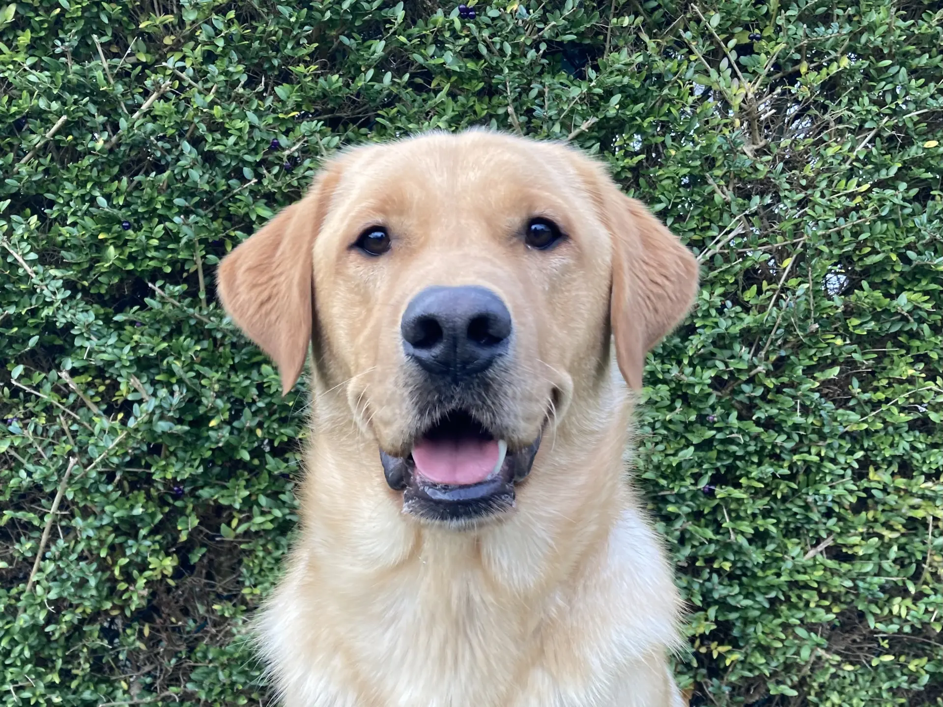 Igo gele reu labrador golden retriever