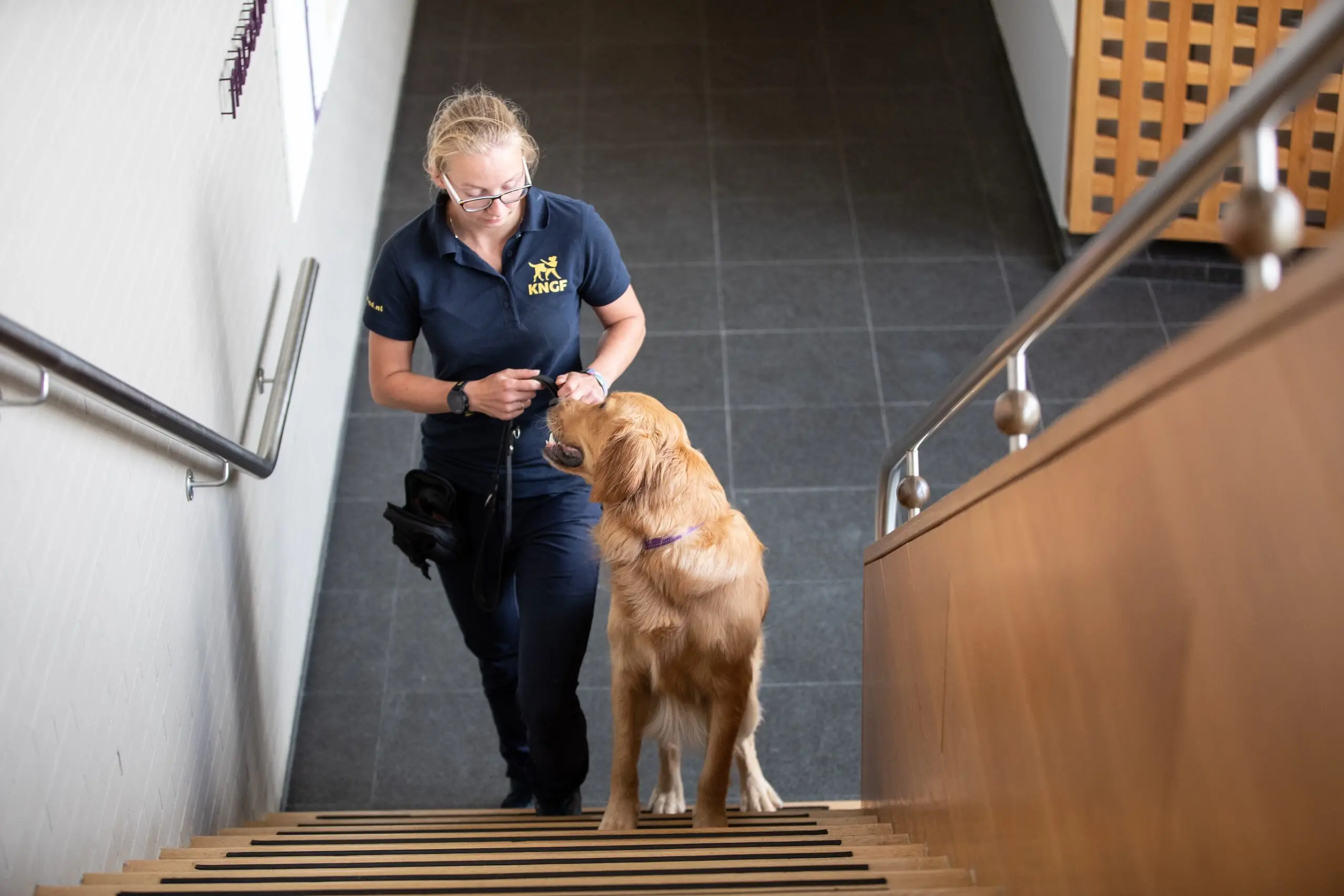 trainer loopt samen met hond de trap op