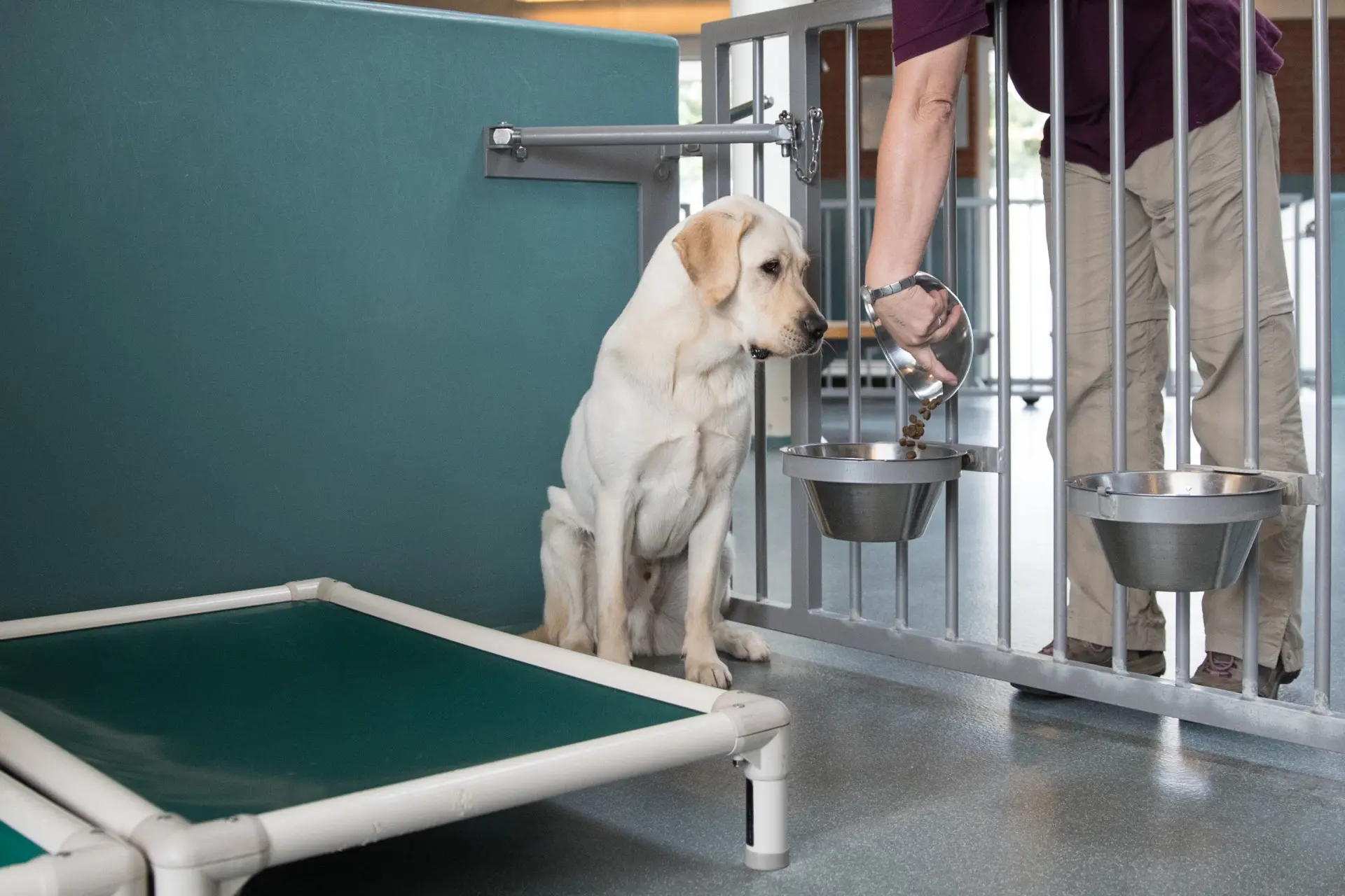 Een hulphond in opleiding krijgt in de kennel zijn ontbijt, hij wacht rustig totdat het wordt neergezet