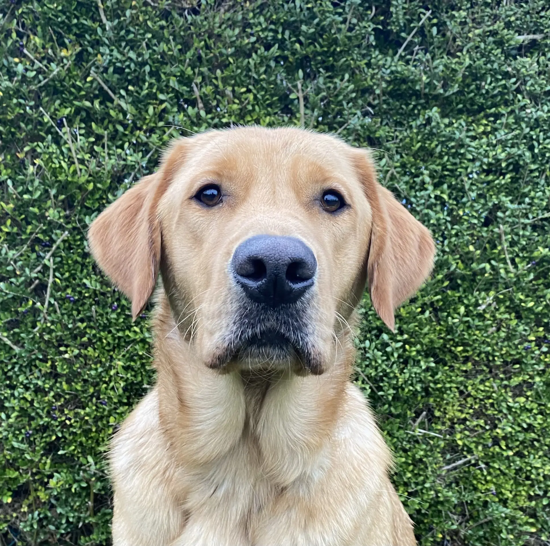 Inca gele reu labrador golden retriever