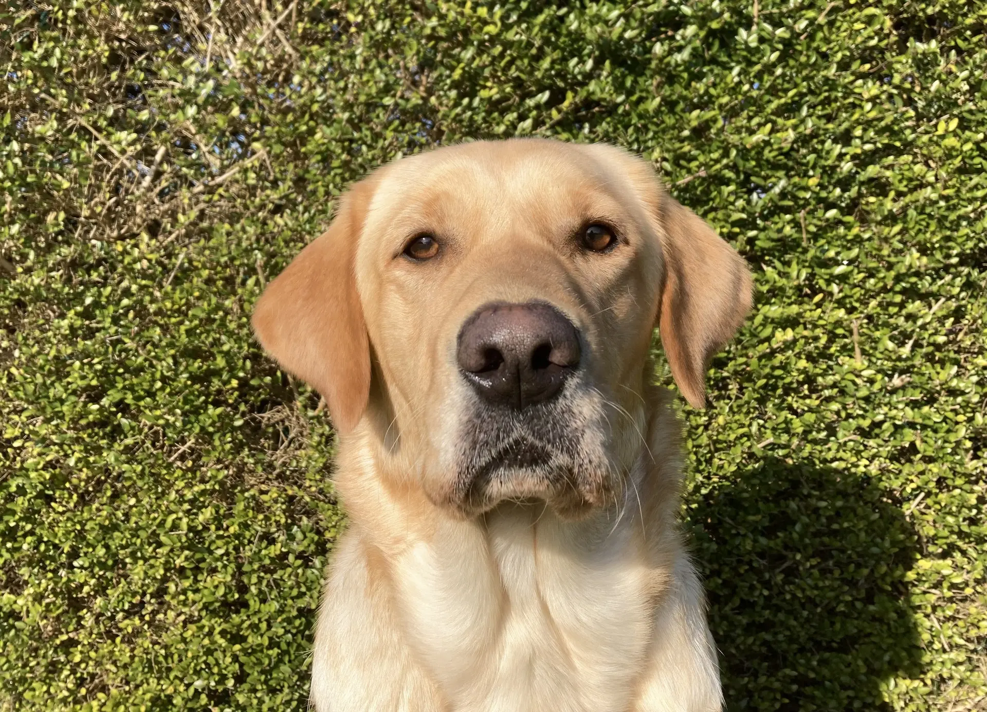 Indy gele teef labrador golden retriever